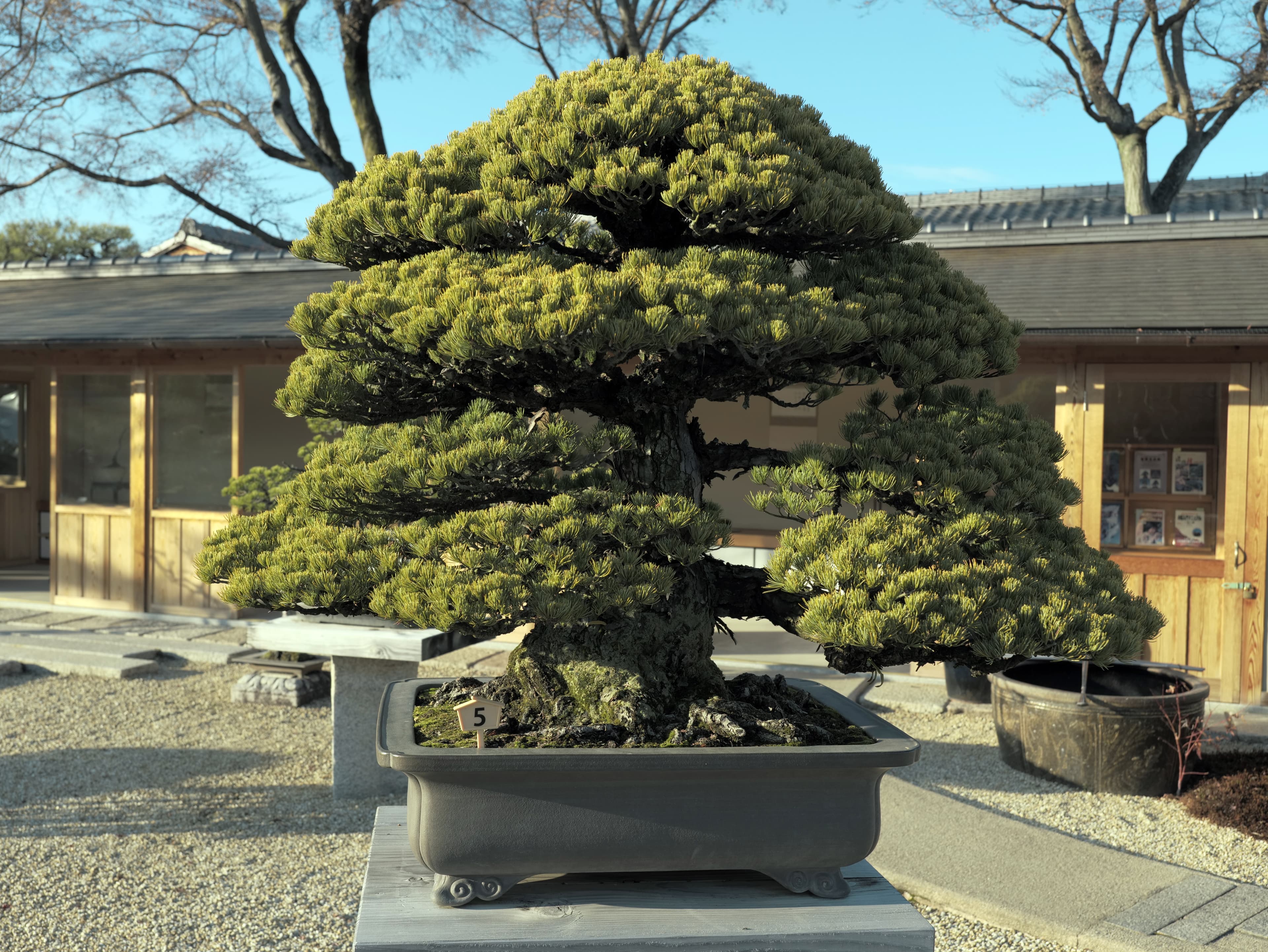 Japanese Black Pine Bonsai