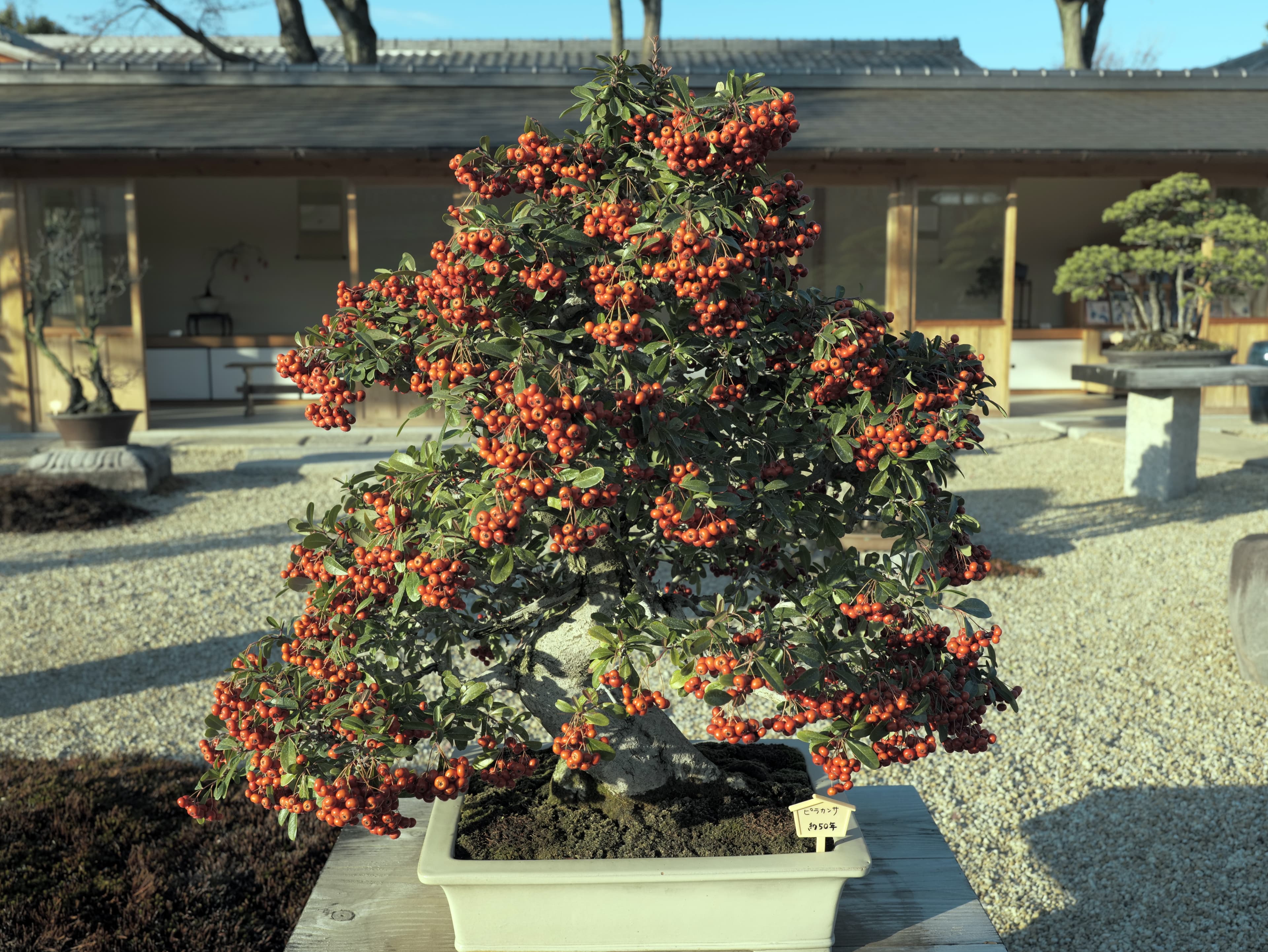 Pyracantha Bonsai with Abundant Berries