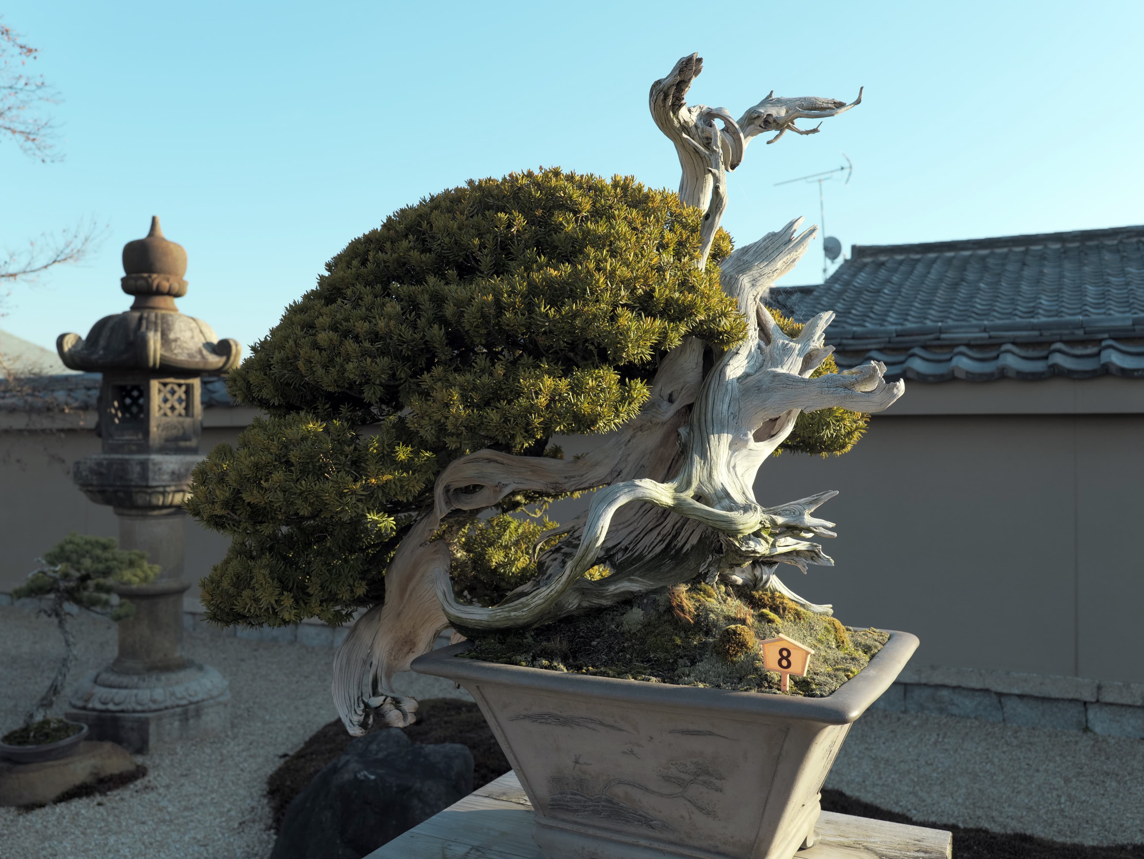 Ancient Shimpaku Juniper Bonsai