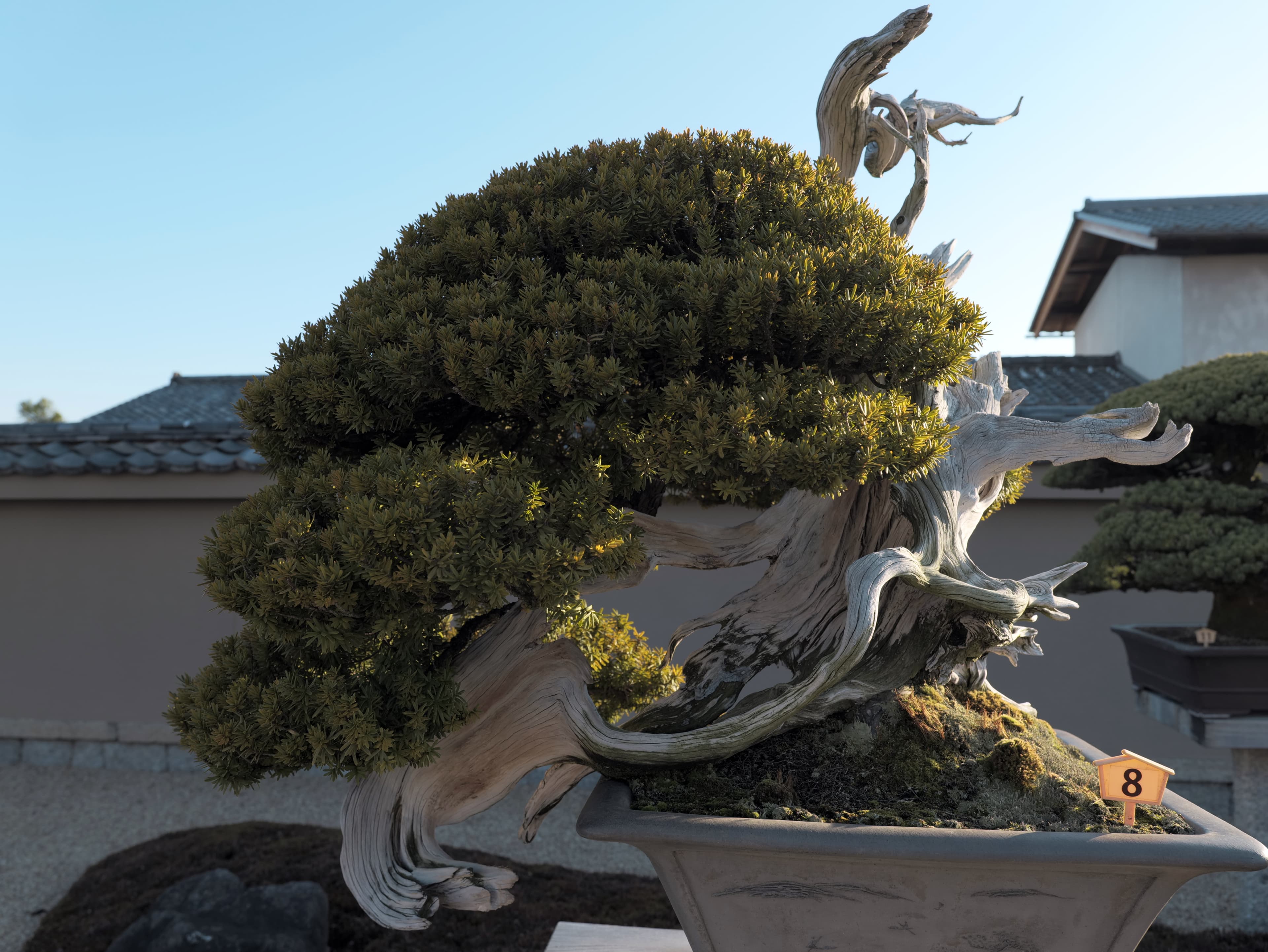 Ancient Shimpaku Juniper Bonsai