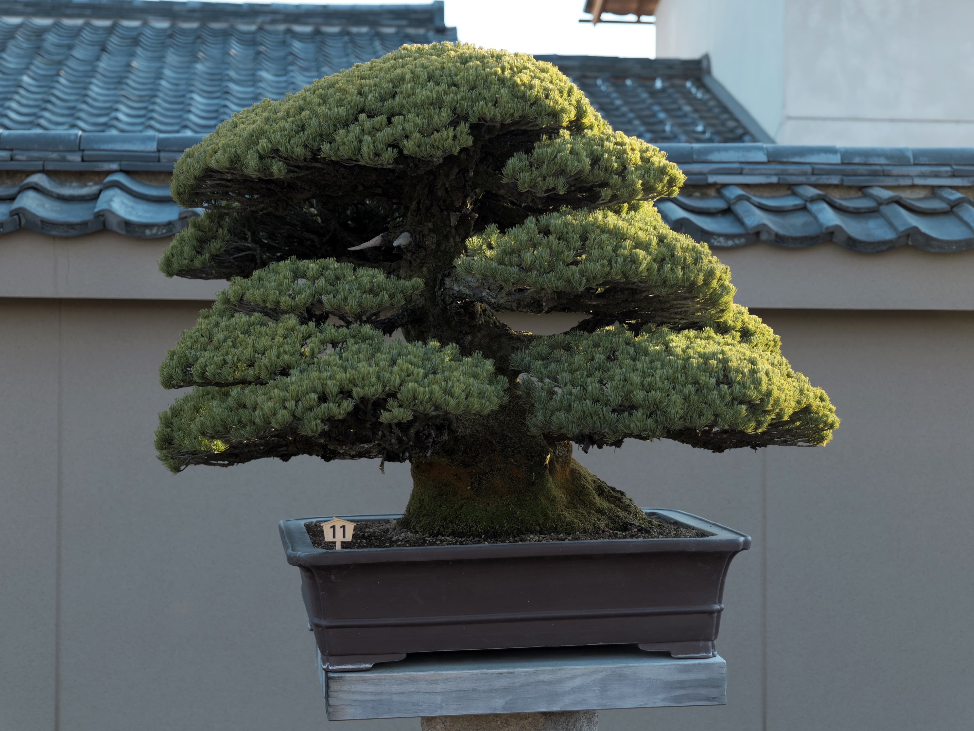 Japanese Black Pine Bonsai