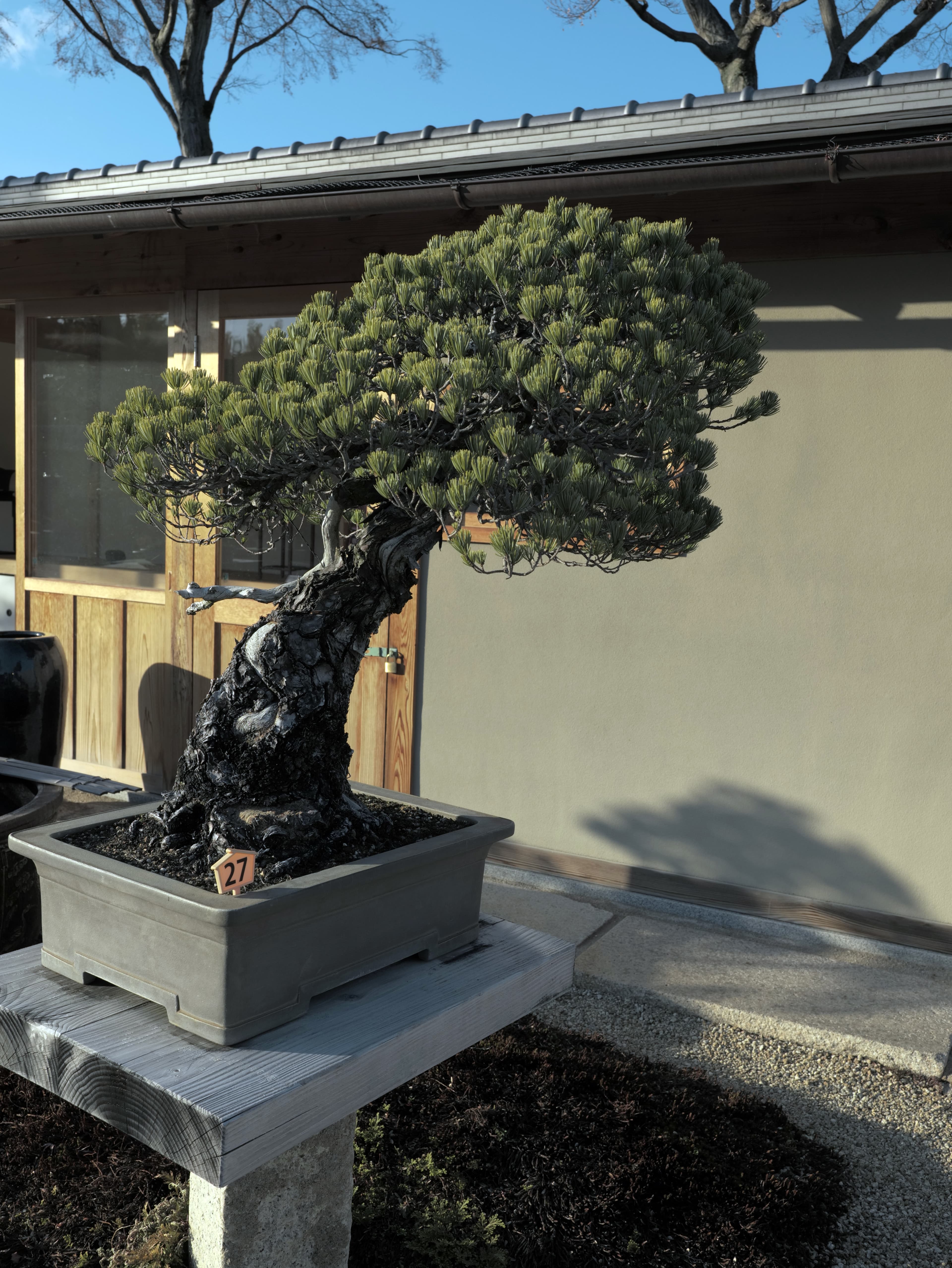 Ancient Japanese Black Pine Bonsai