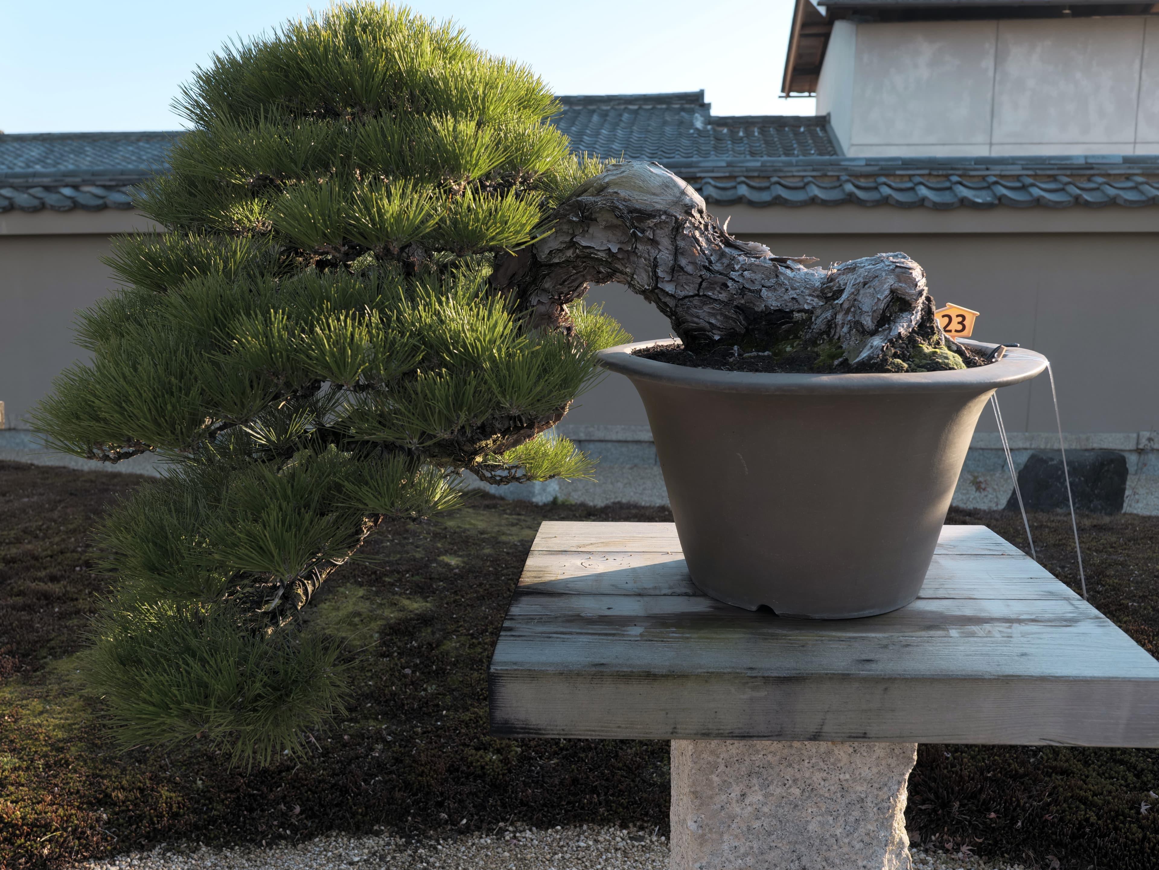 Japanese Black Pine Semi-Cascade Bonsai