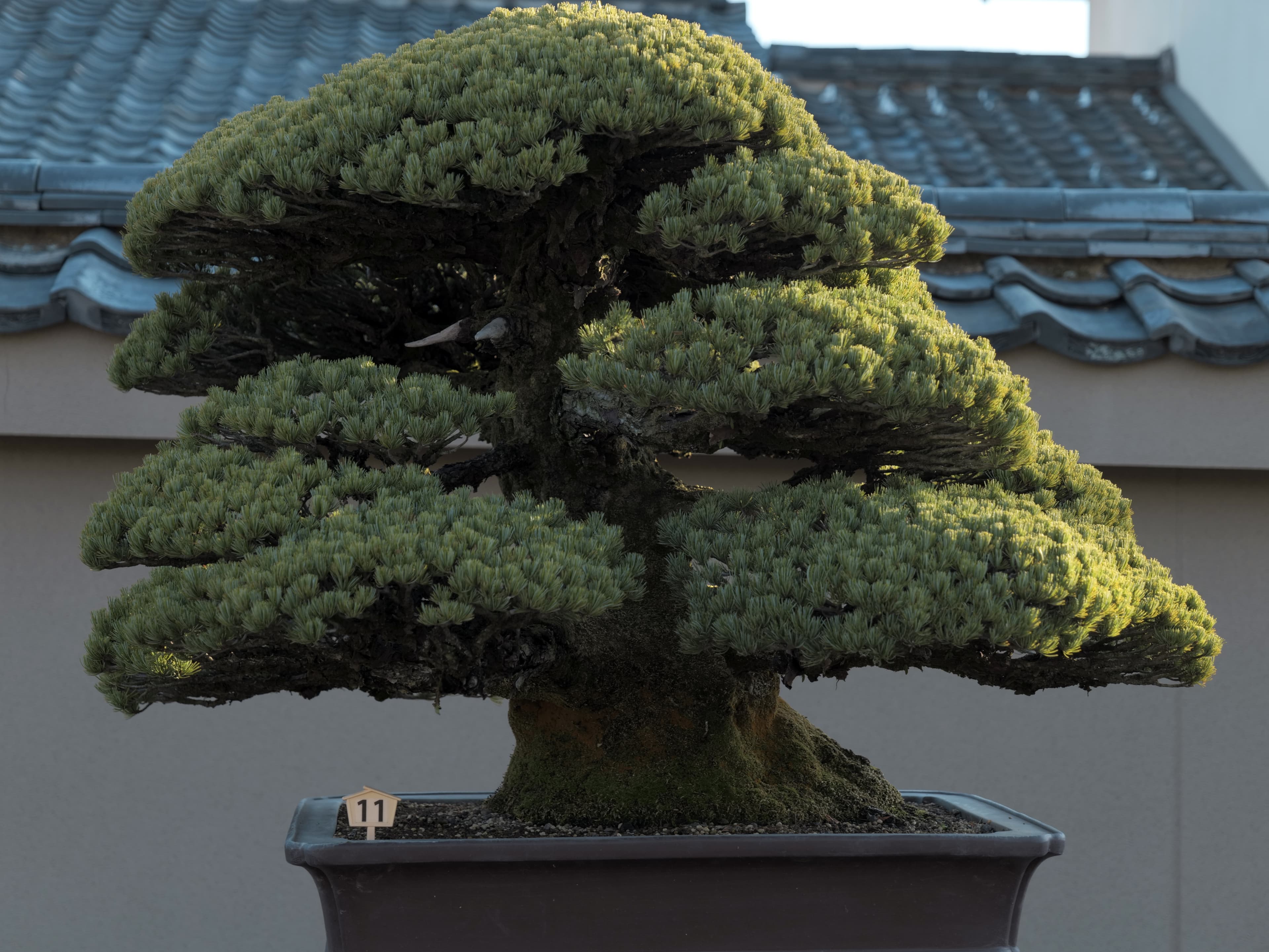 Mature Japanese Black Pine Bonsai