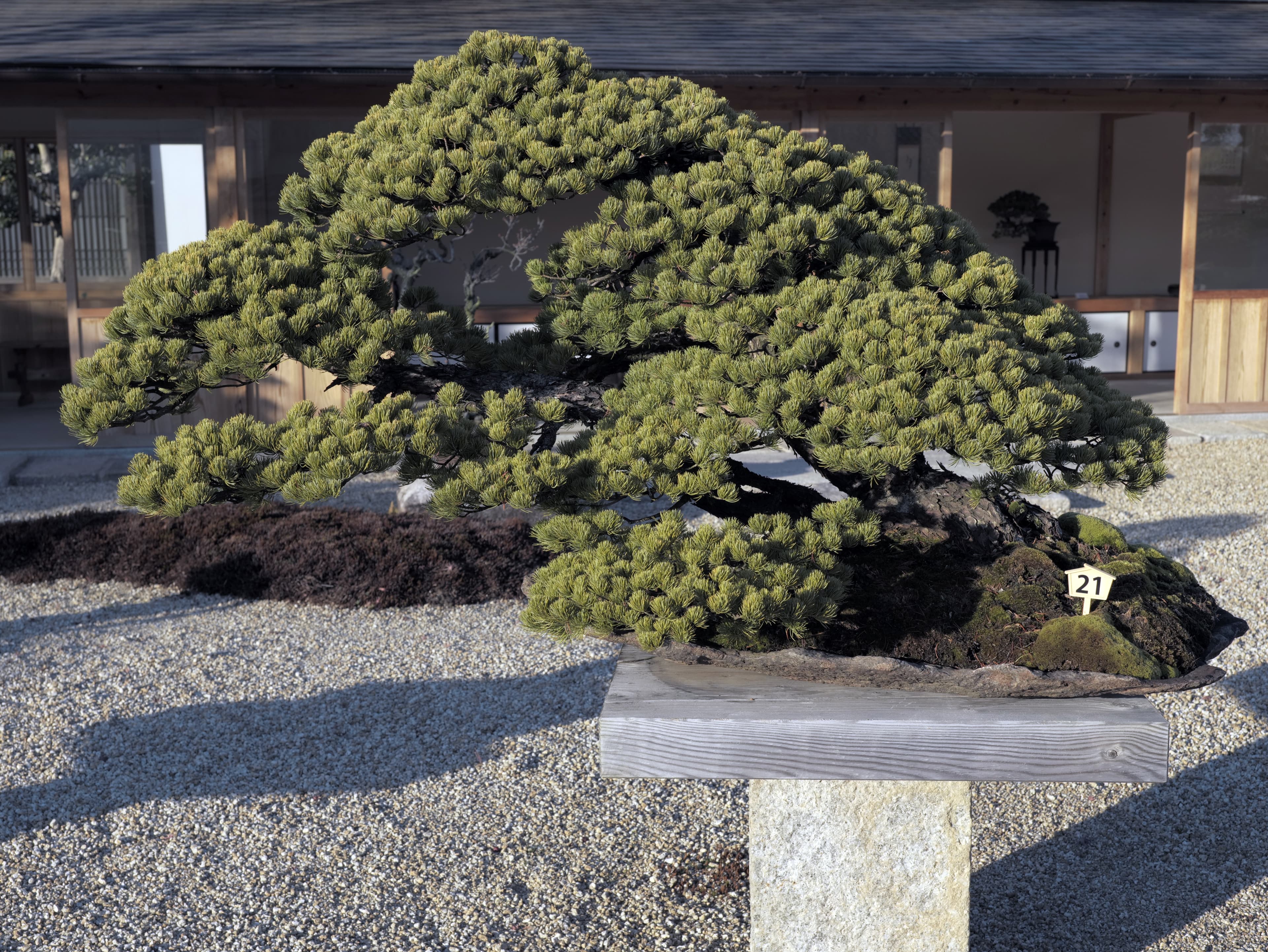 Ancient Japanese Black Pine Bonsai