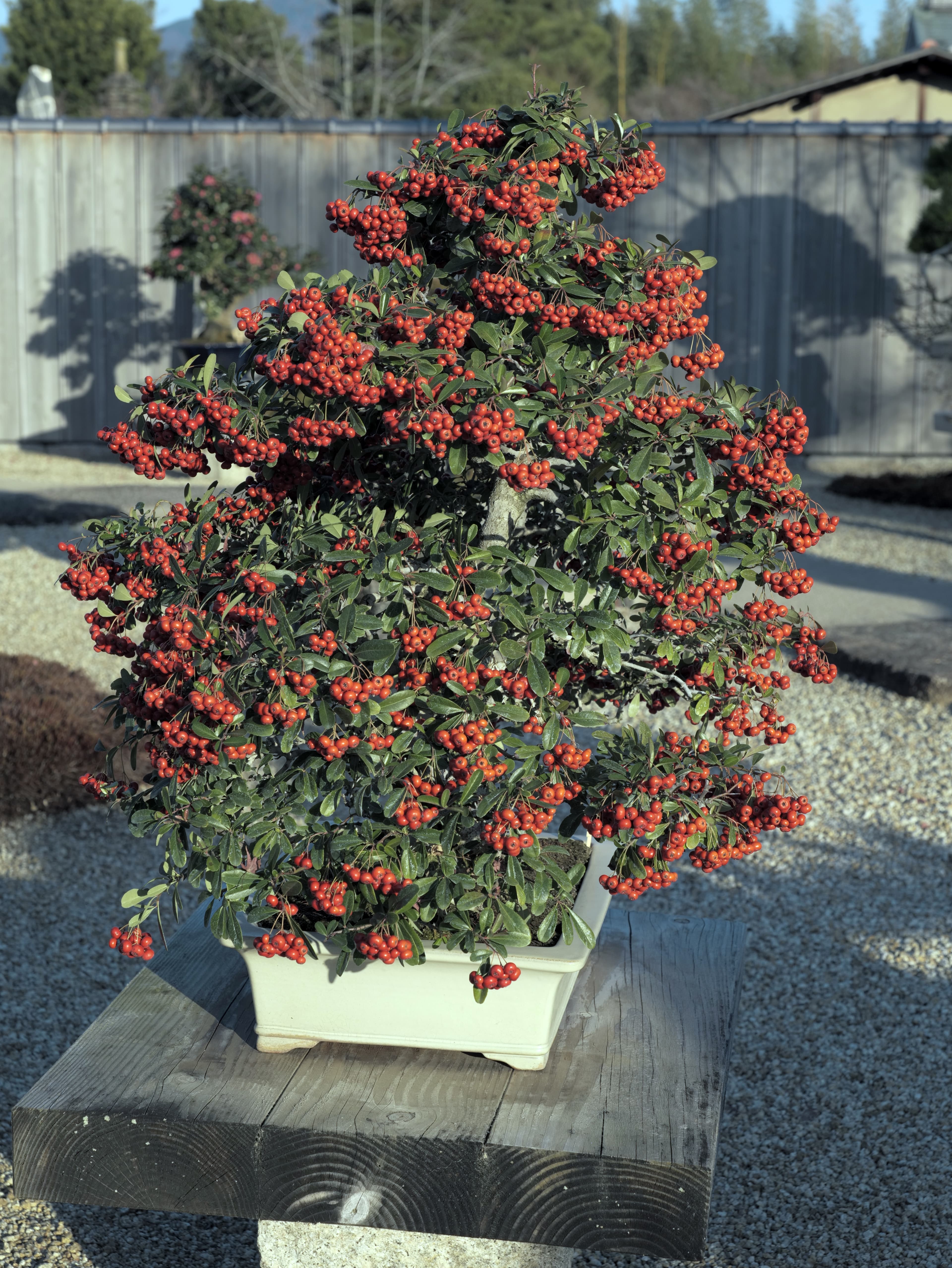 Pyracantha Bonsai with Abundant Red Berries