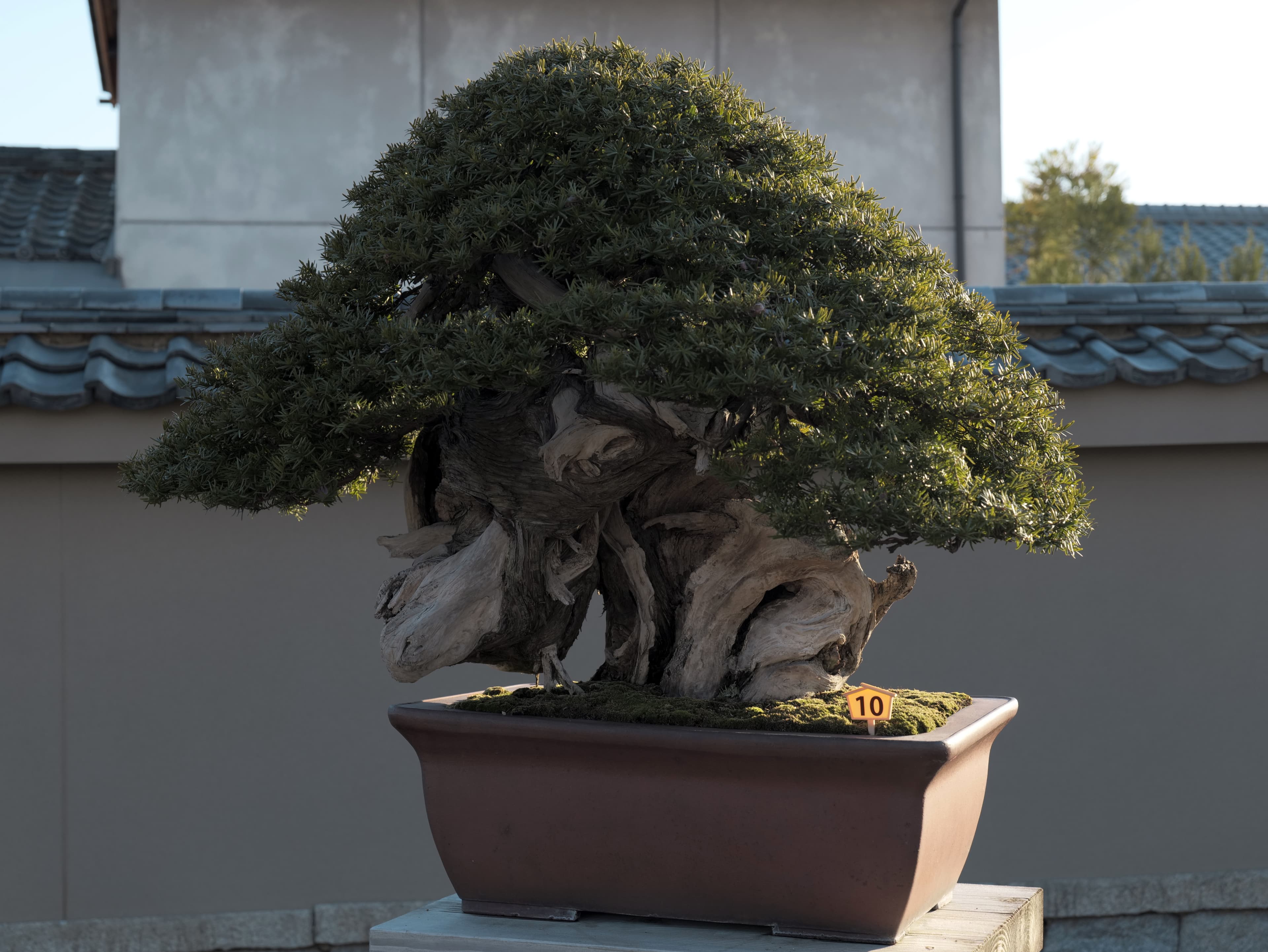 Ancient Podocarpus Bonsai with Deadwood
