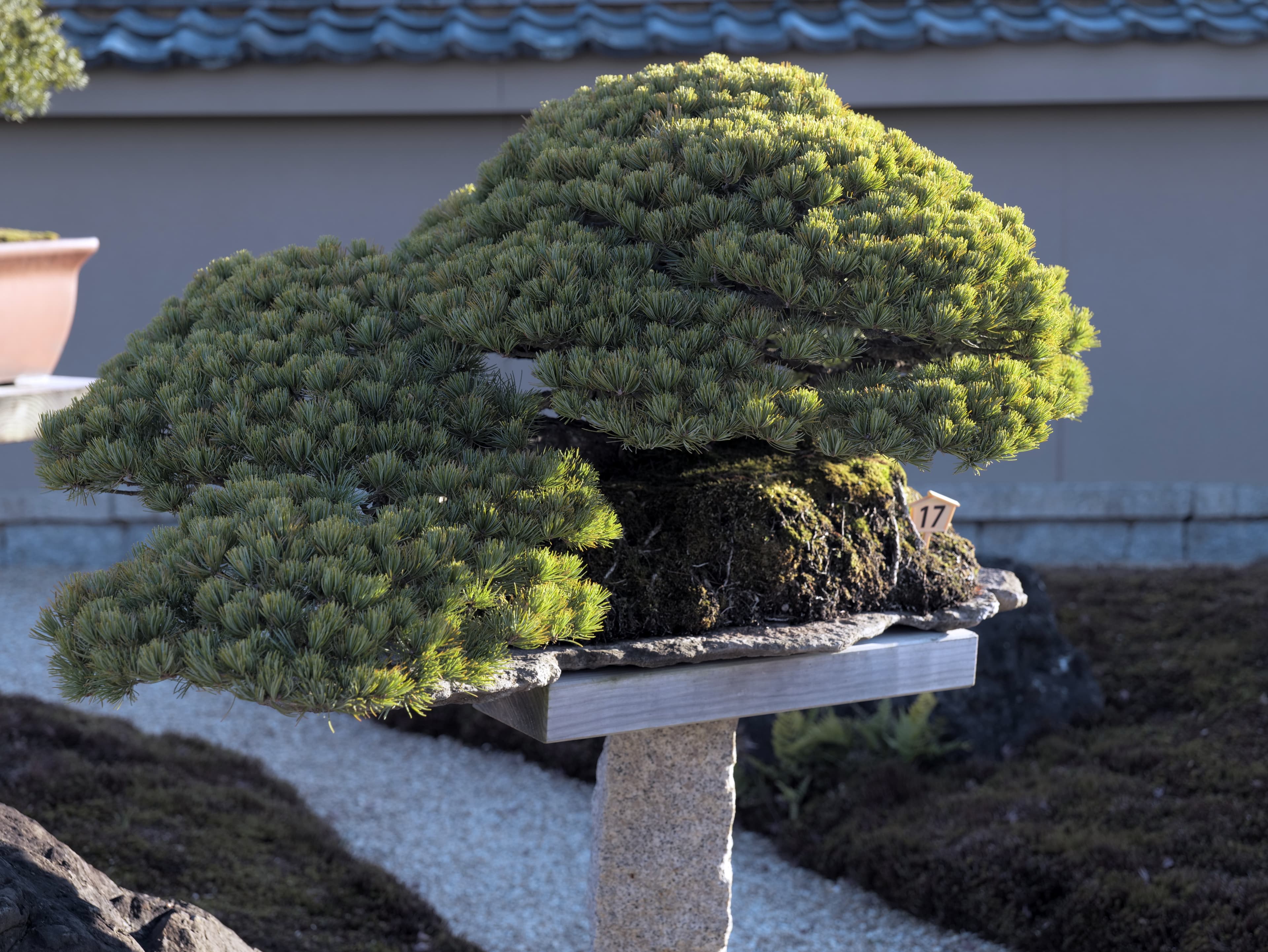 Japanese Black Pine Bonsai