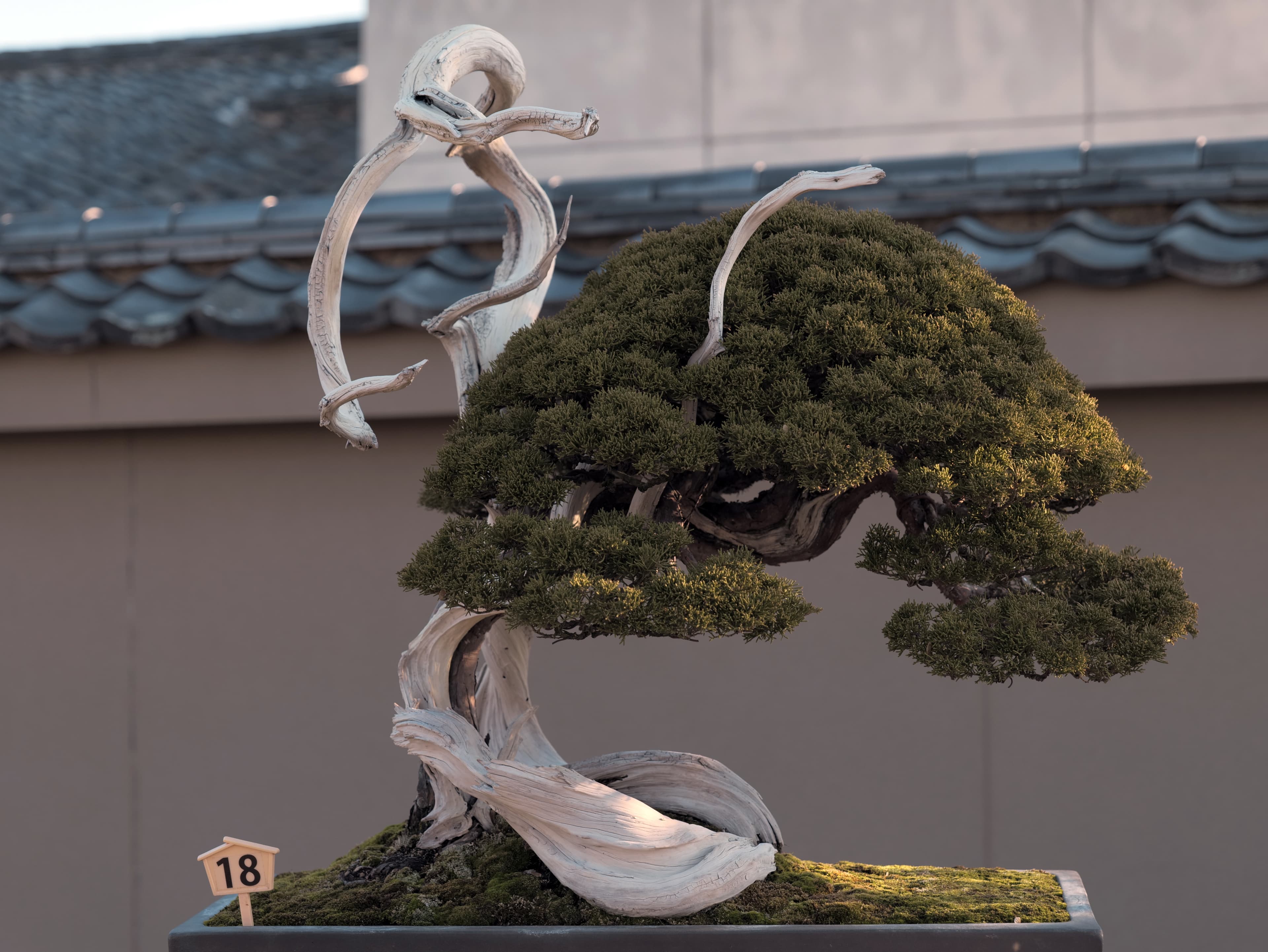 Ancient Shimpaku Juniper Bonsai with Dramatic Deadwood