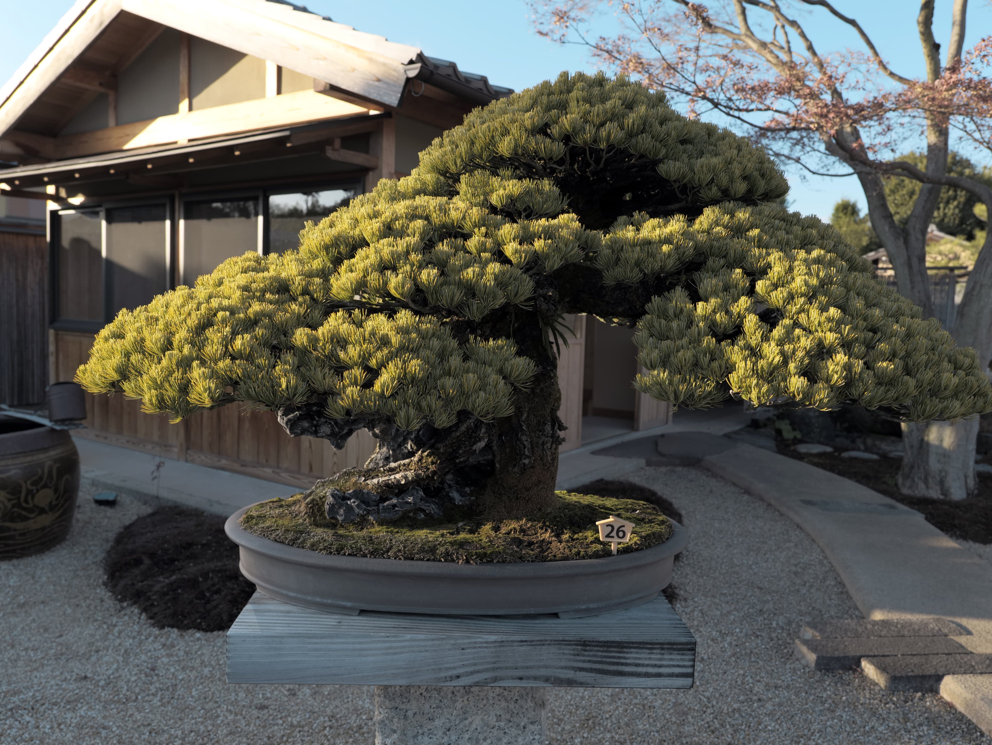 Japanese Black Pine Bonsai