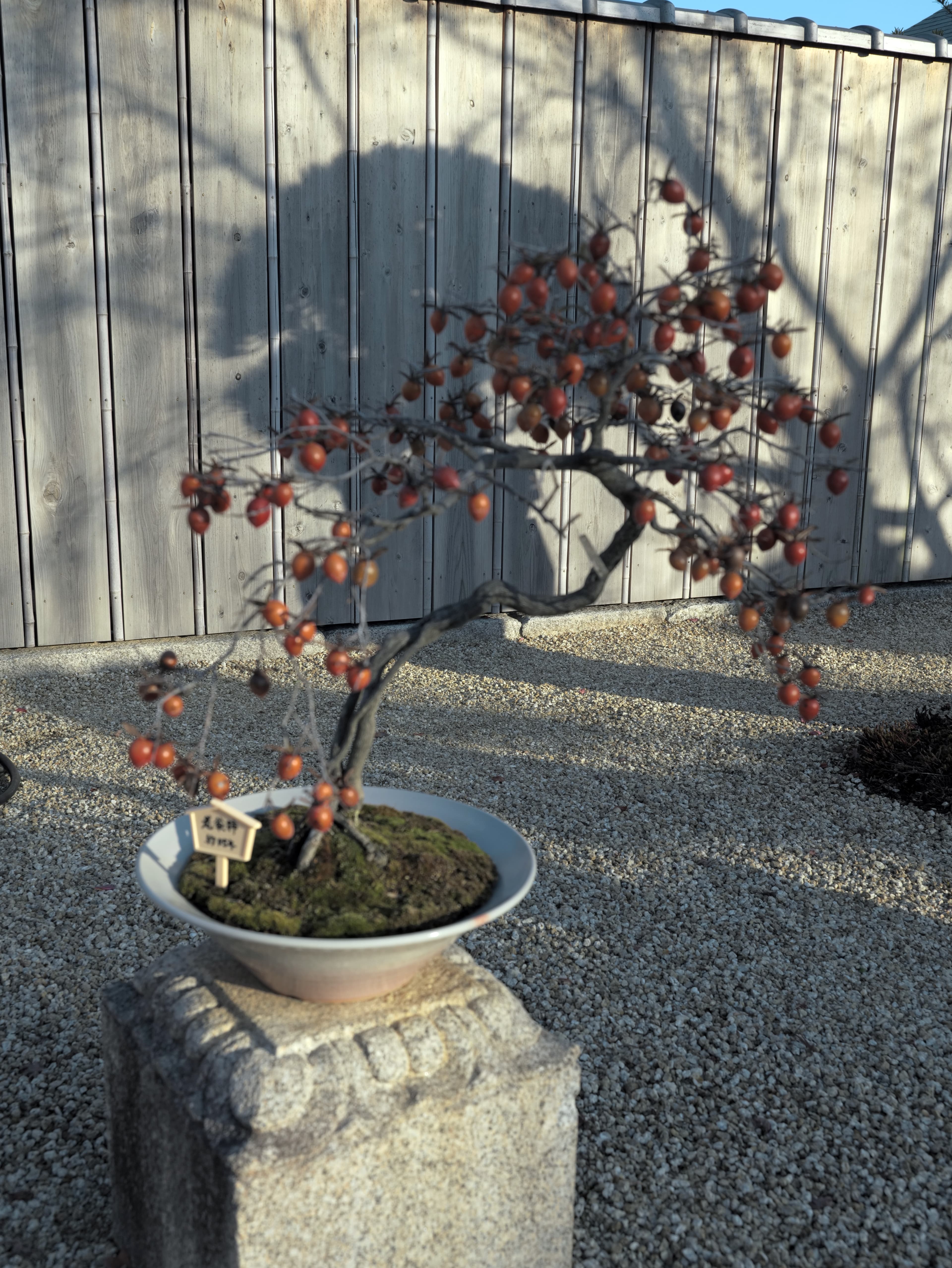 Heavenly Maiden Persimmon Bonsai