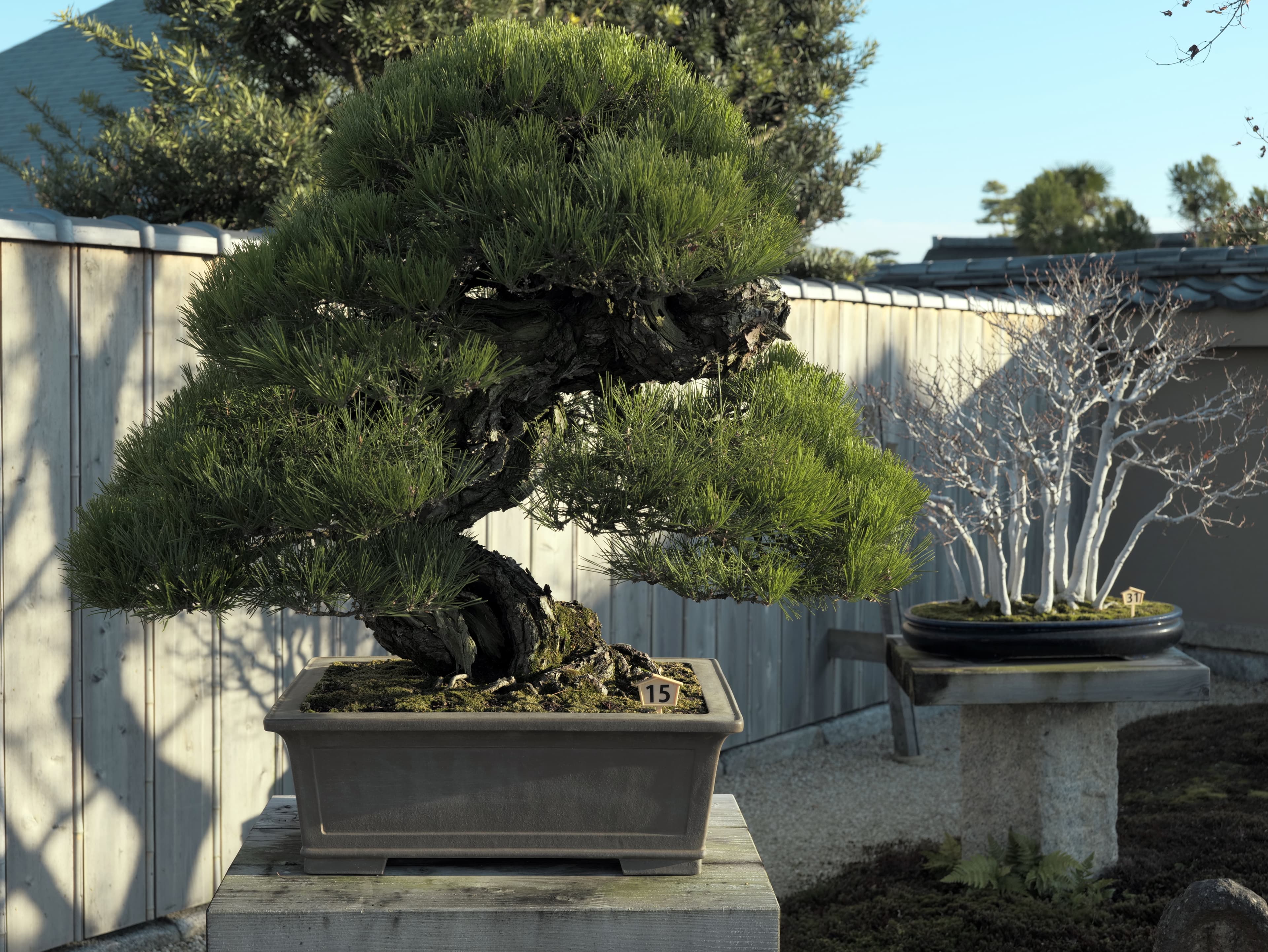 Aged Japanese Black Pine Bonsai