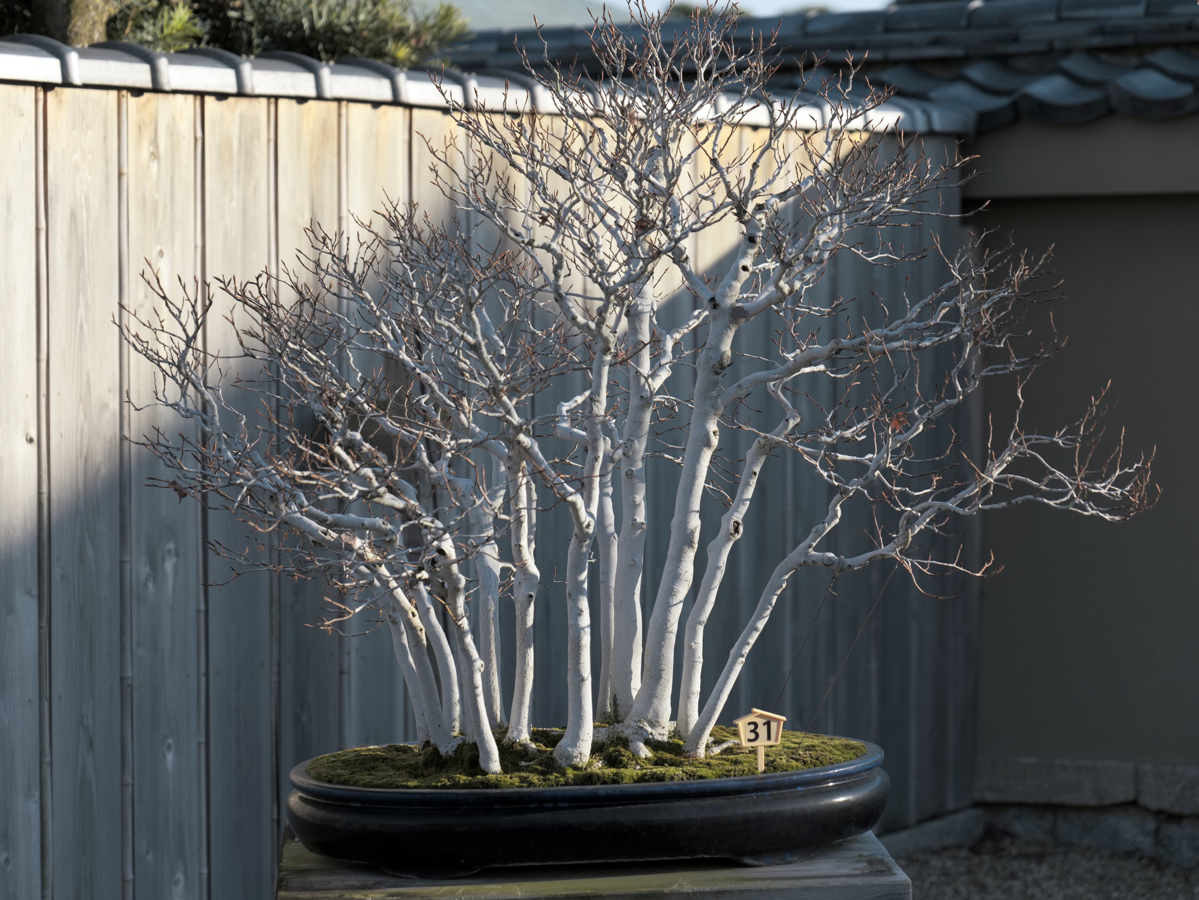 Japanese White Birch Forest Bonsai