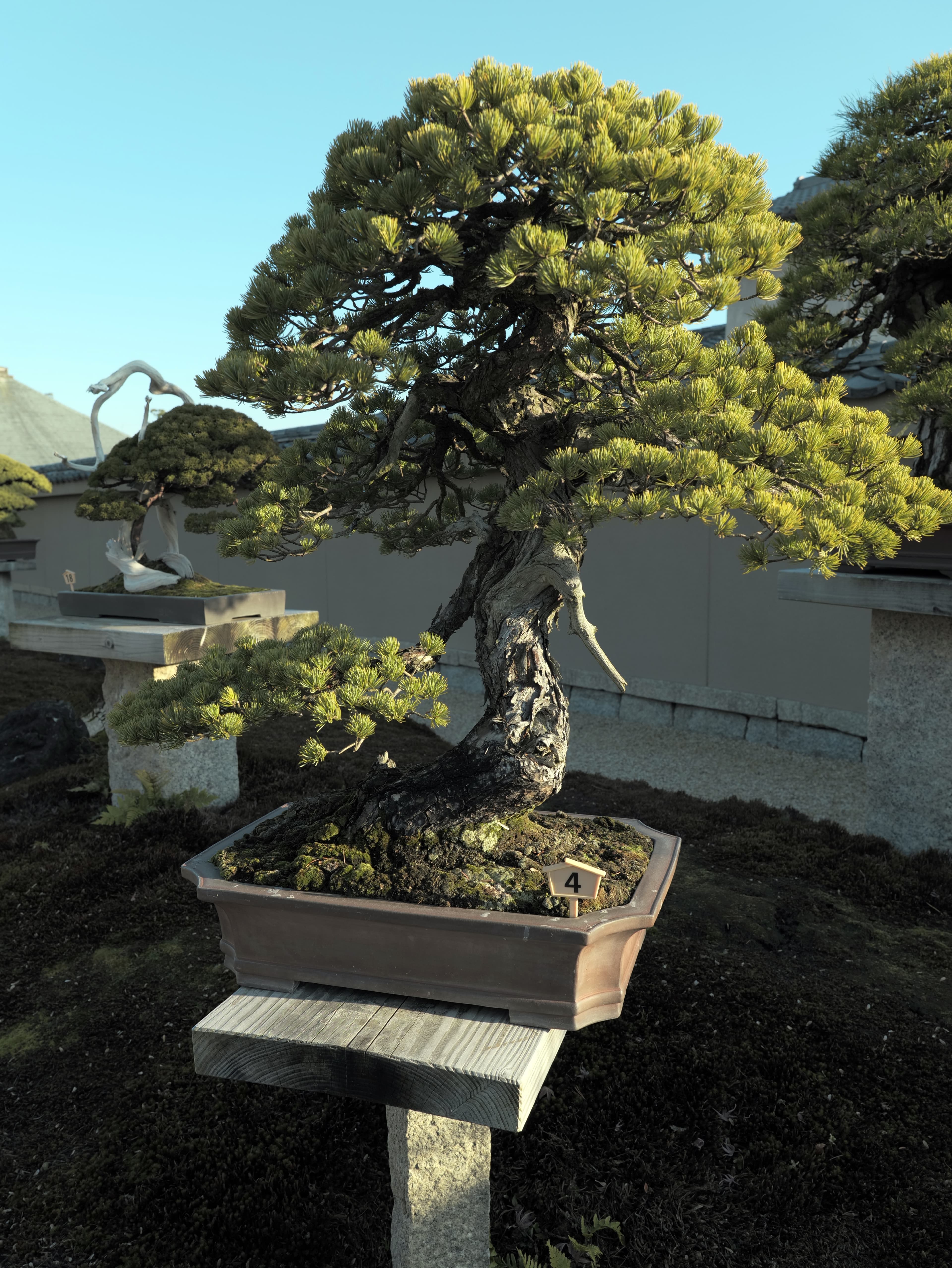 Japanese Black Pine Informal Upright Bonsai