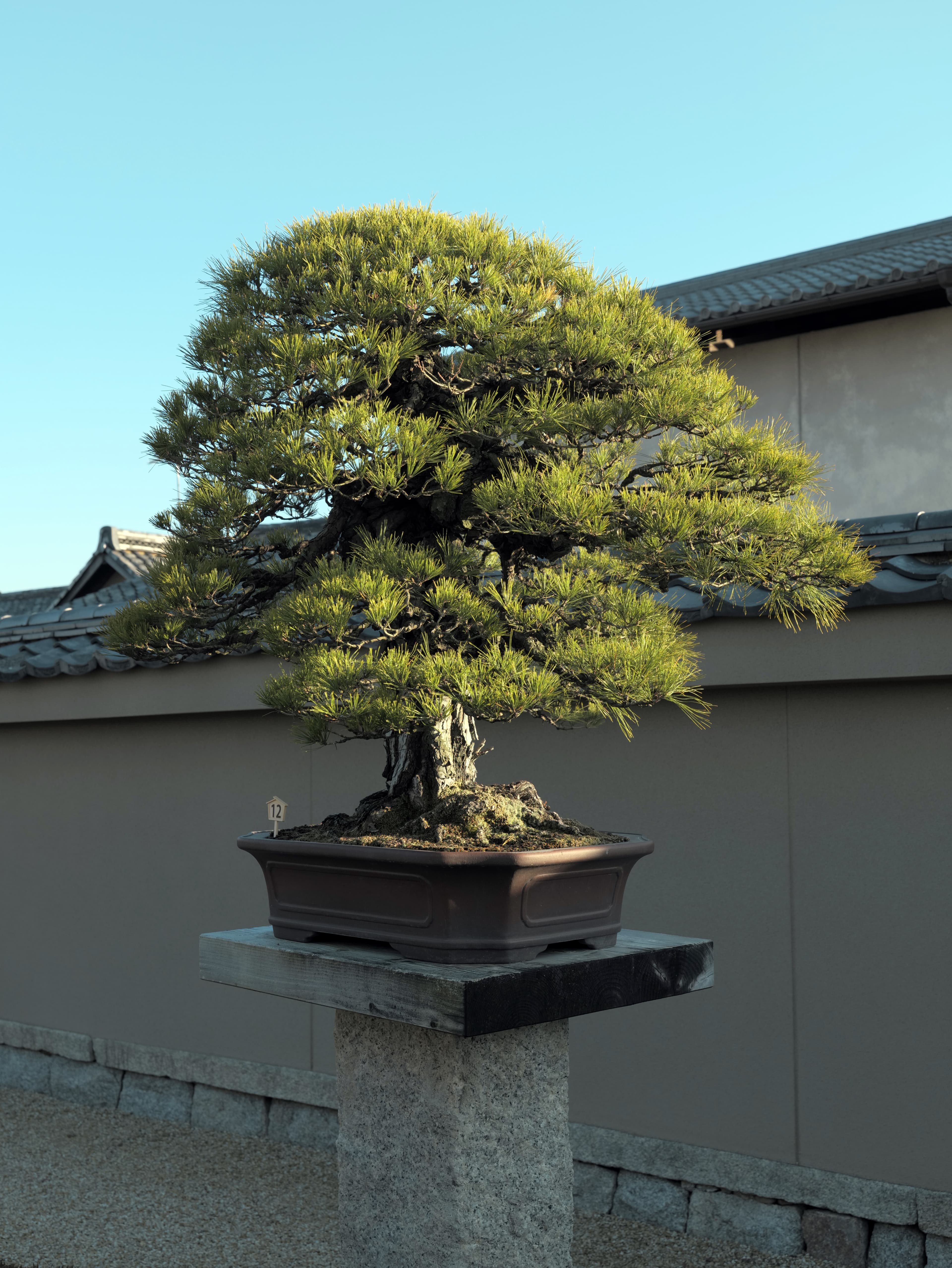 Japanese Black Pine Bonsai