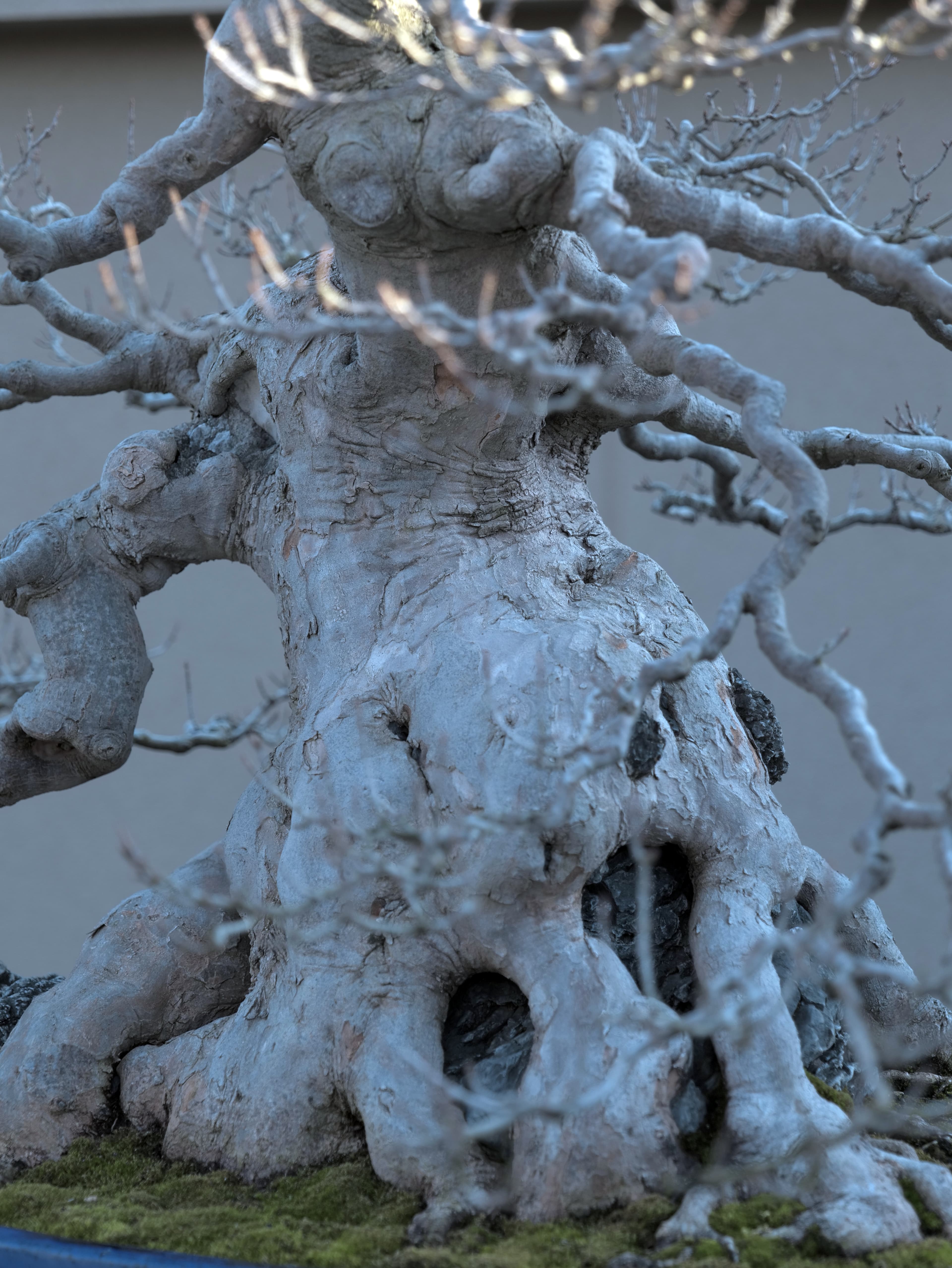 Ancient Japanese Zelkova Bonsai