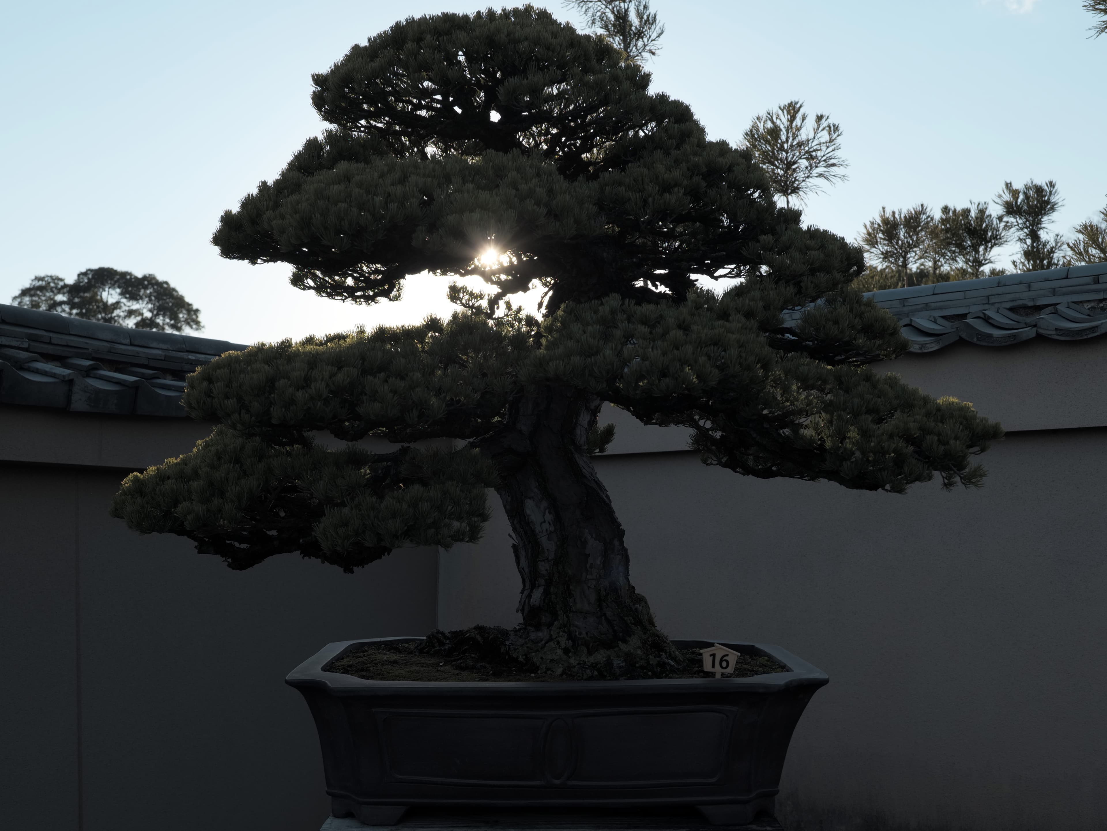 Japanese Black Pine Informal Upright Bonsai
