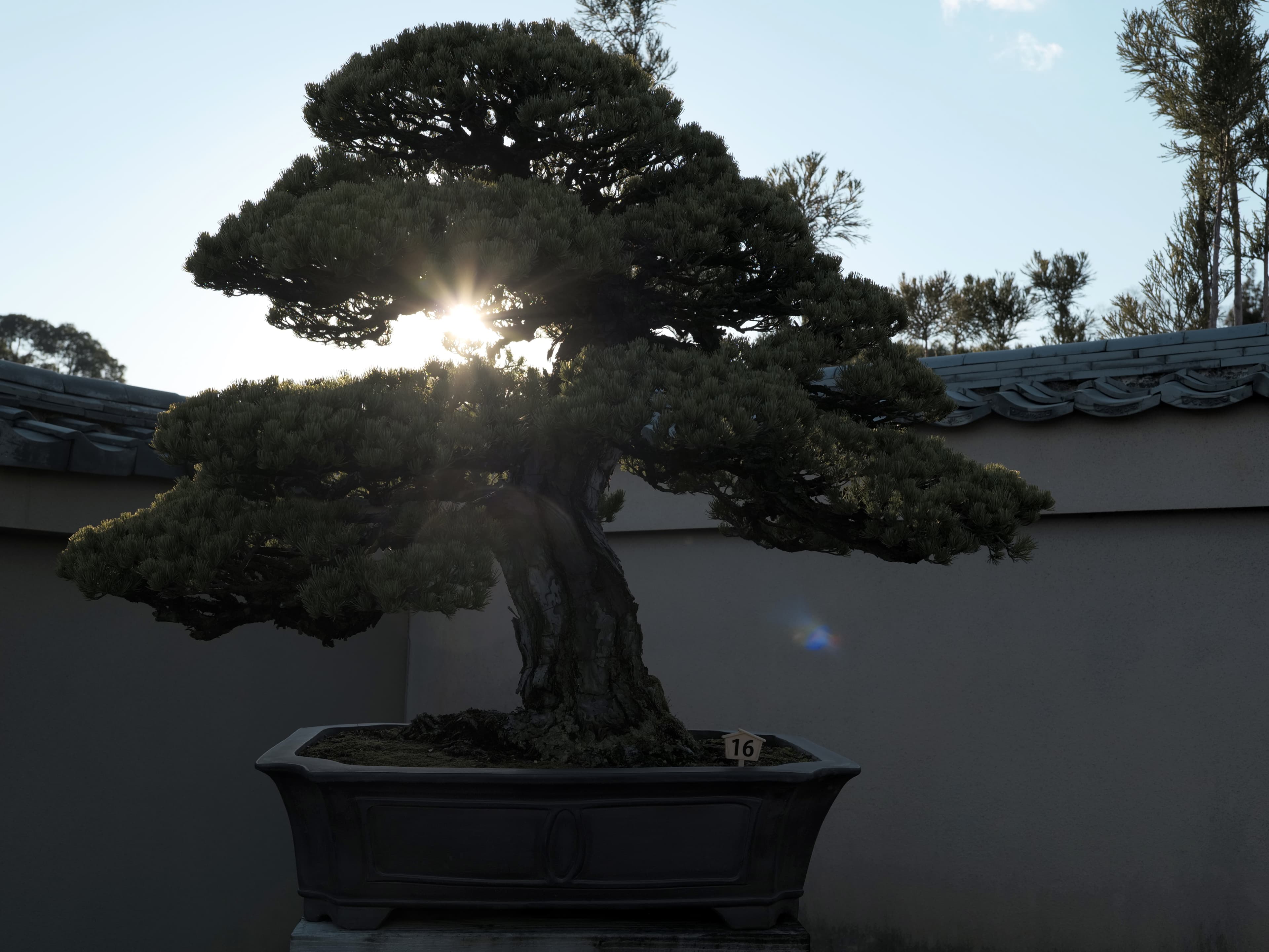 Japanese Black Pine Bonsai