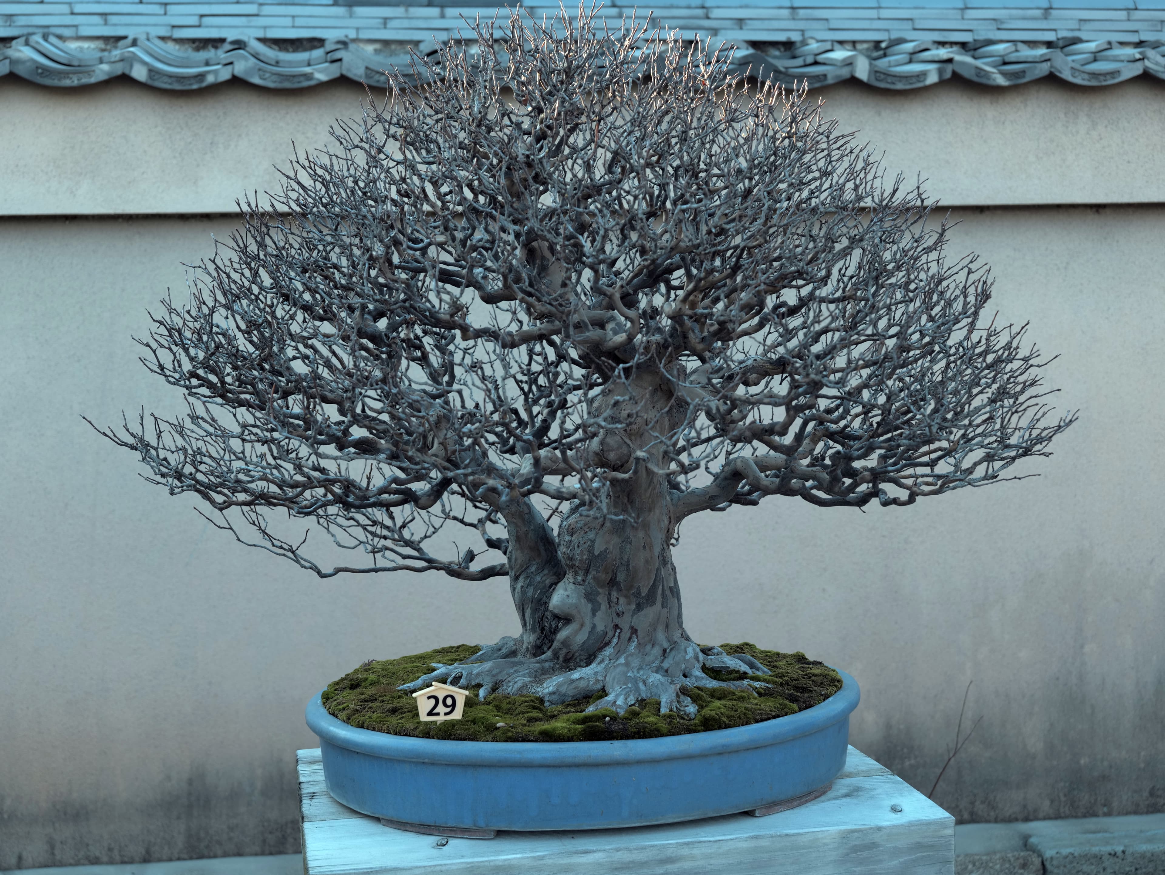 Japanese Zelkova Bonsai (Winter)