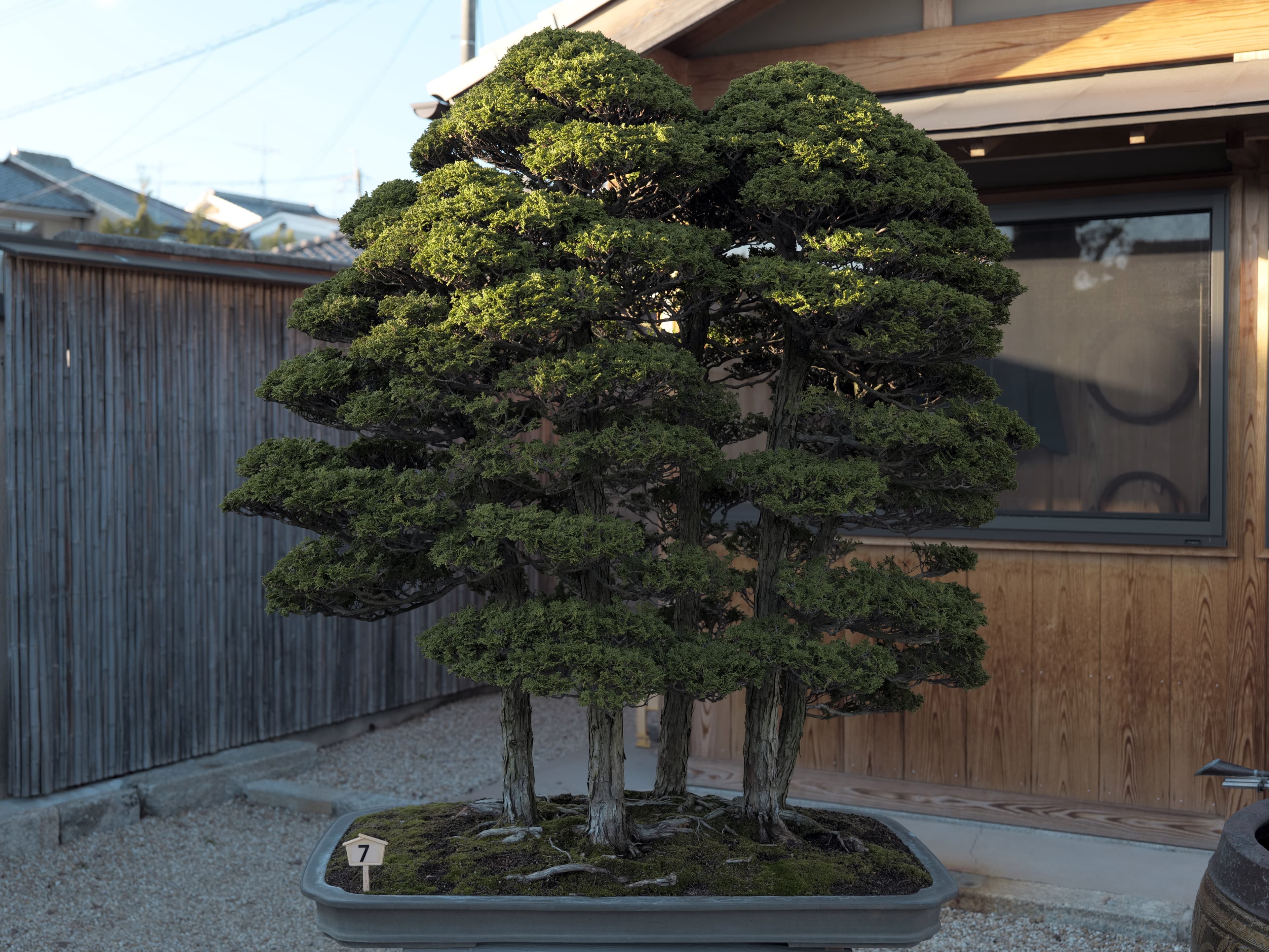 Hinoki Cypress Forest Bonsai