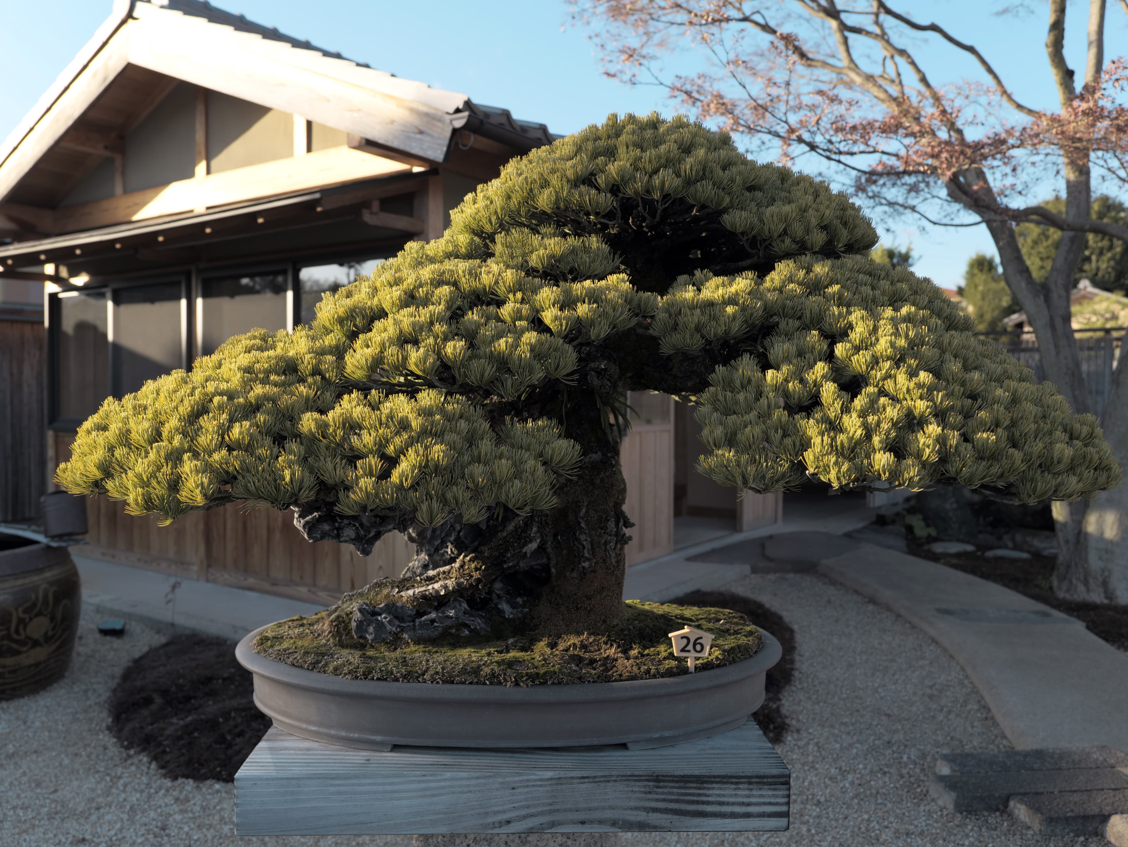 Japanese Black Pine Bonsai