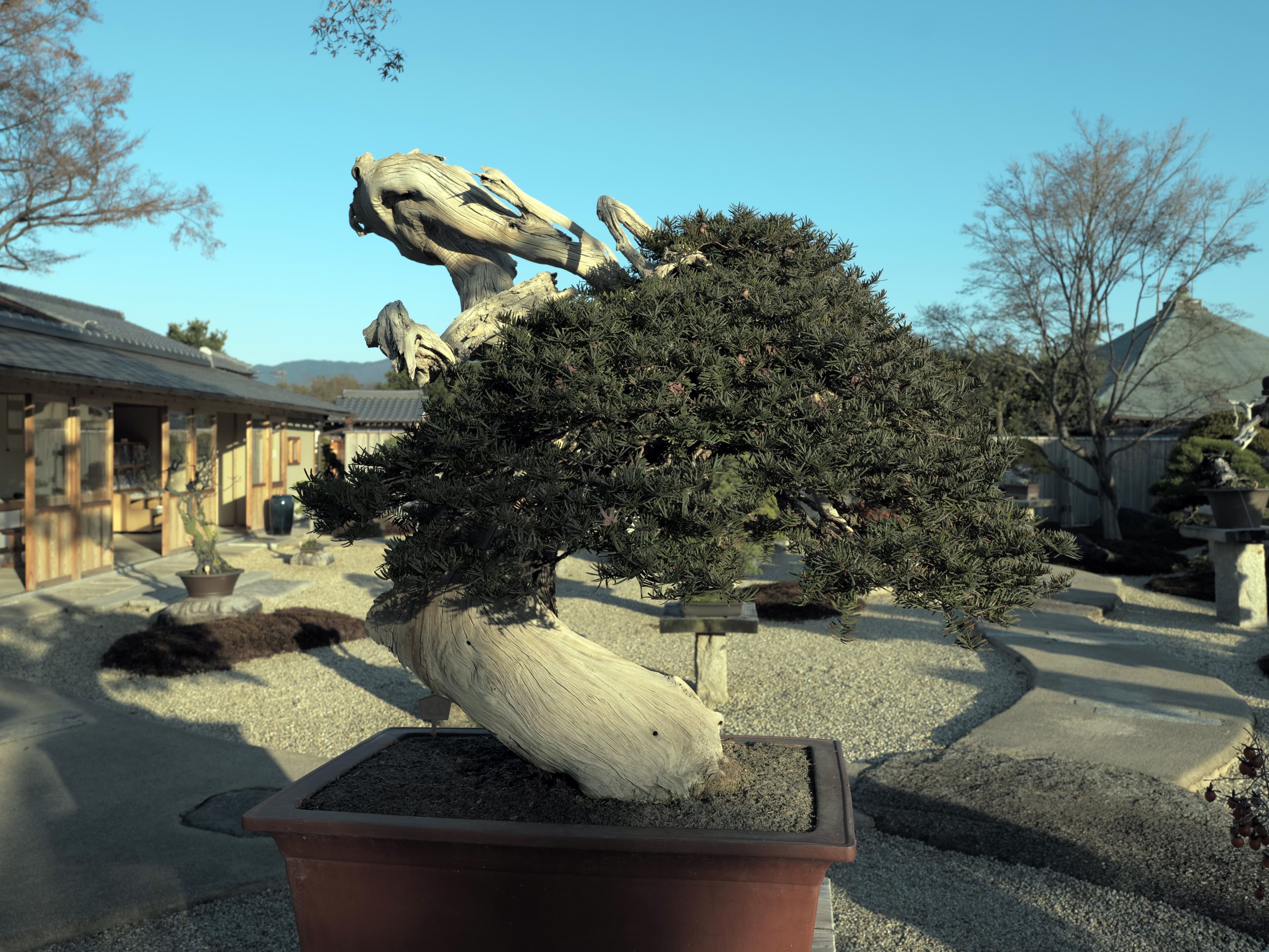 Ancient Juniper Bonsai with Dramatic Deadwood