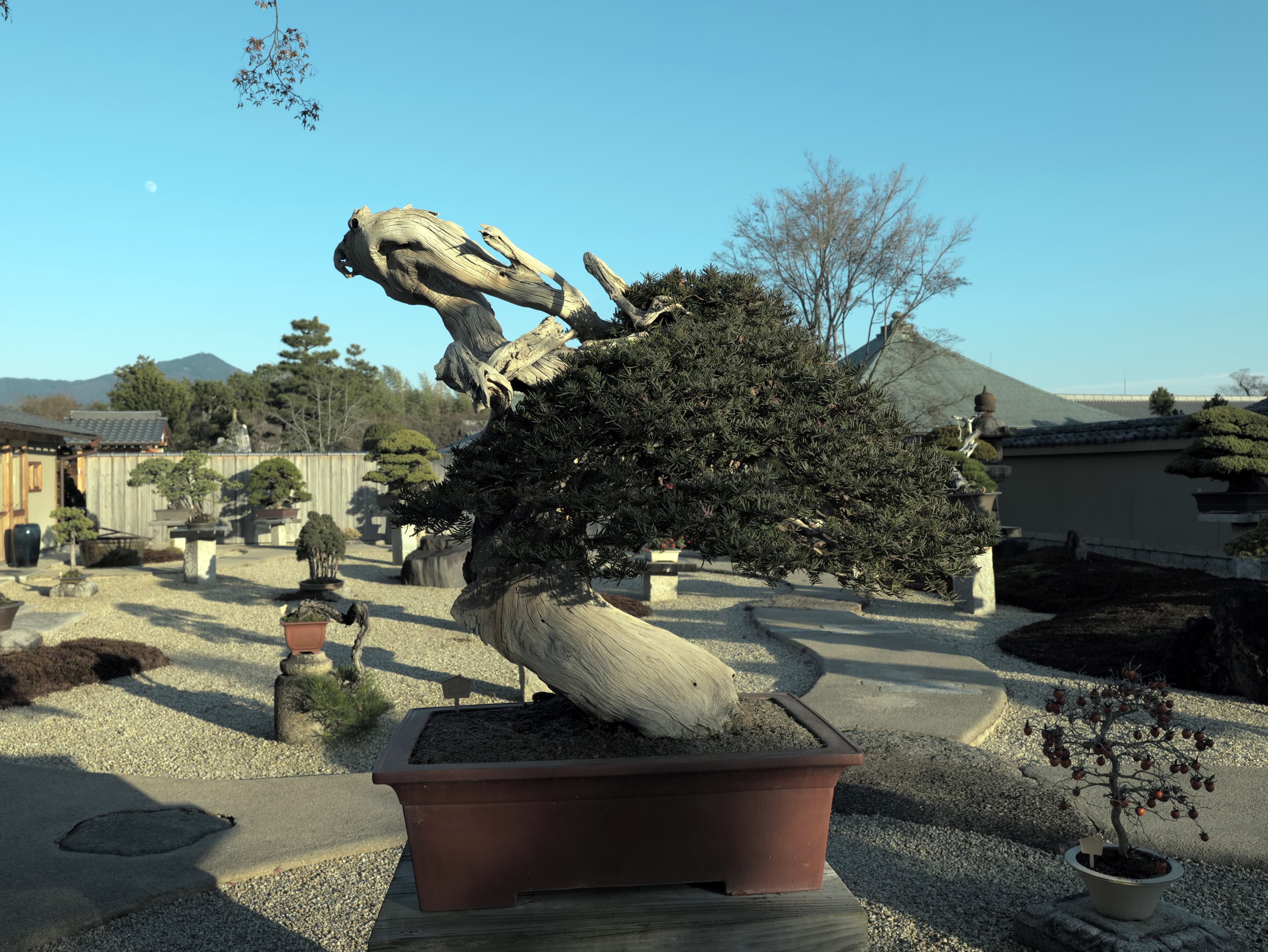 Ancient Juniper Bonsai with Dramatic Deadwood