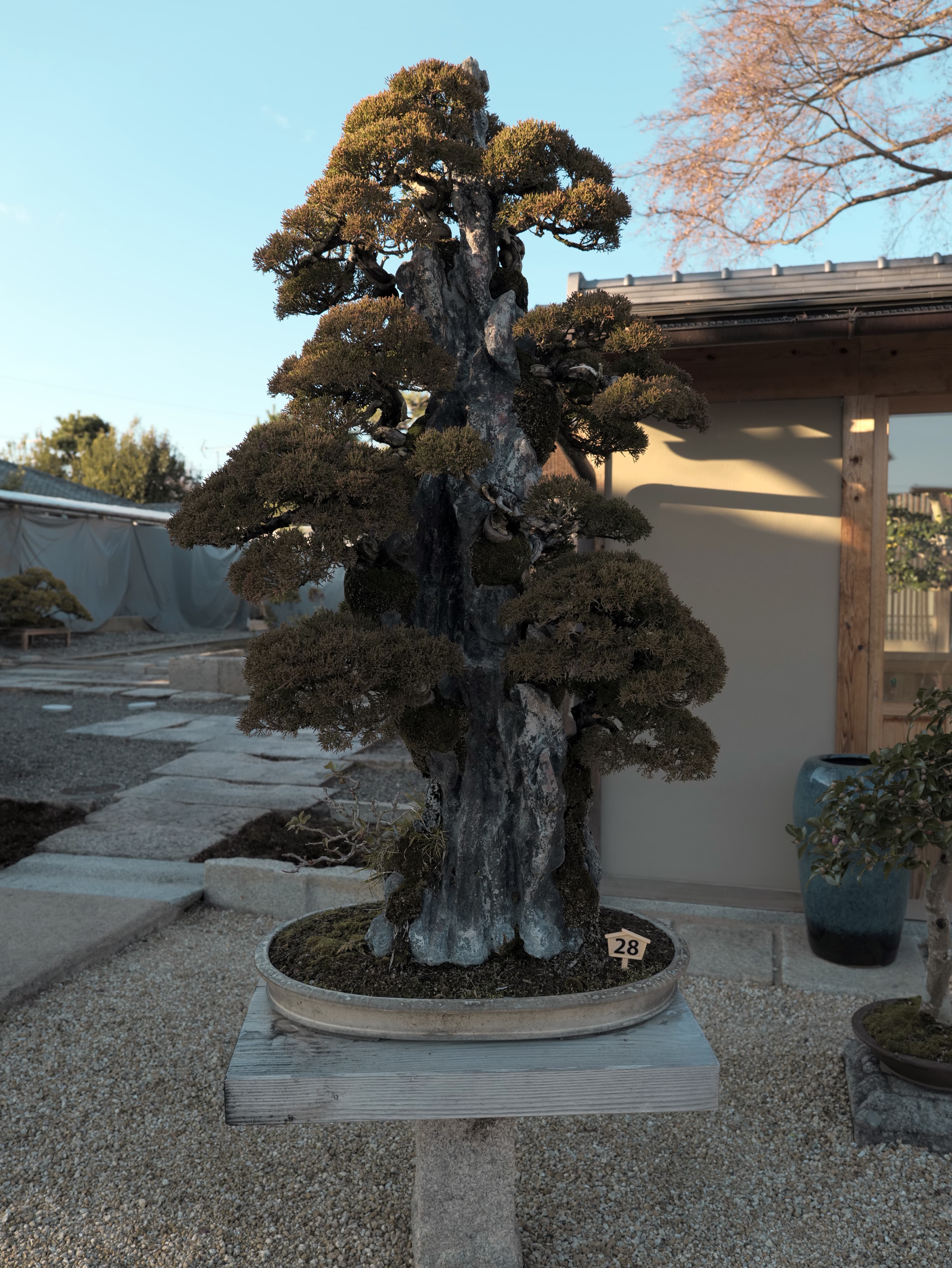 Ancient Shimpaku Juniper Bonsai with Extensive Deadwood