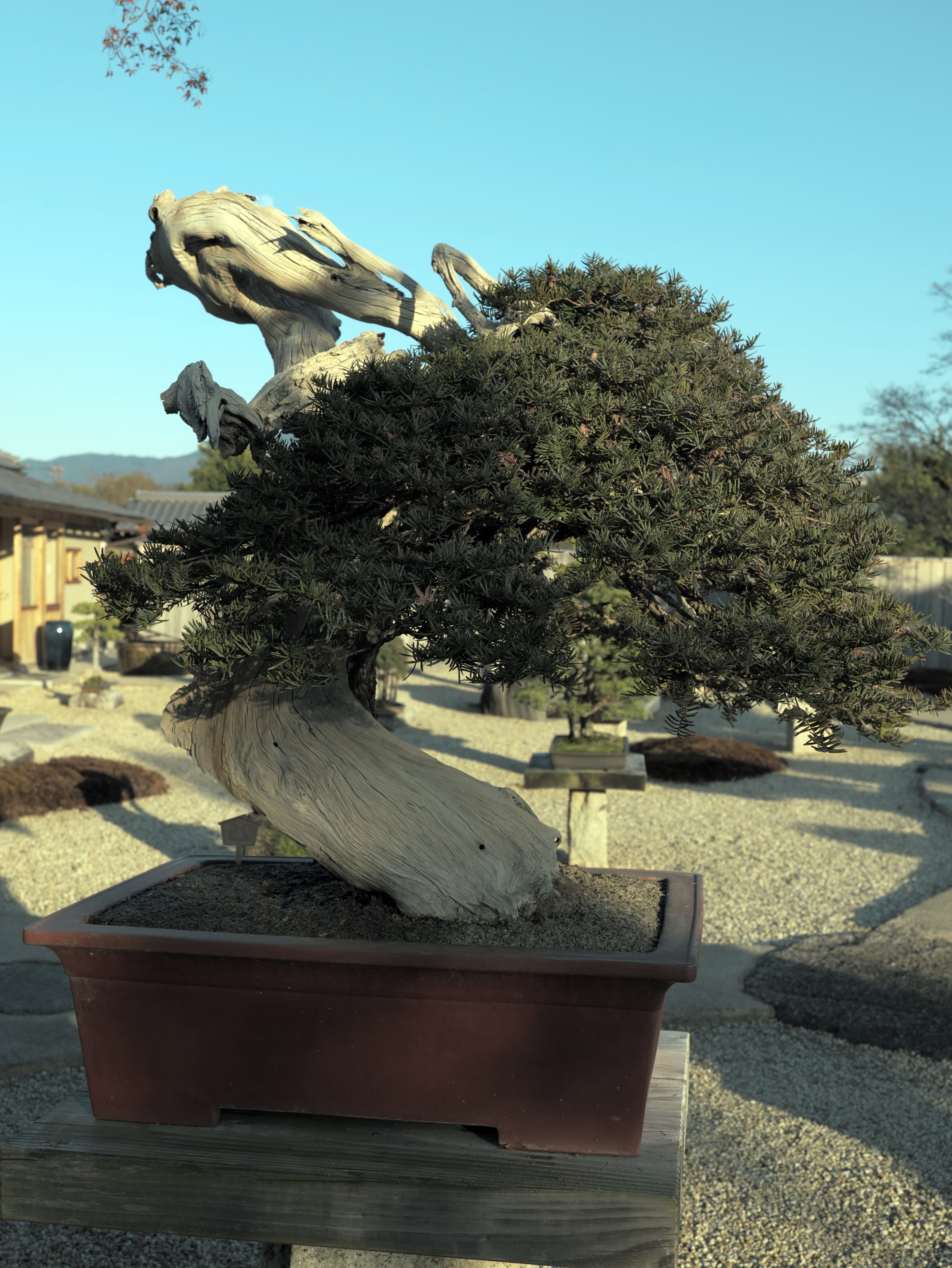 Japanese Yew Bonsai with Dramatic Deadwood