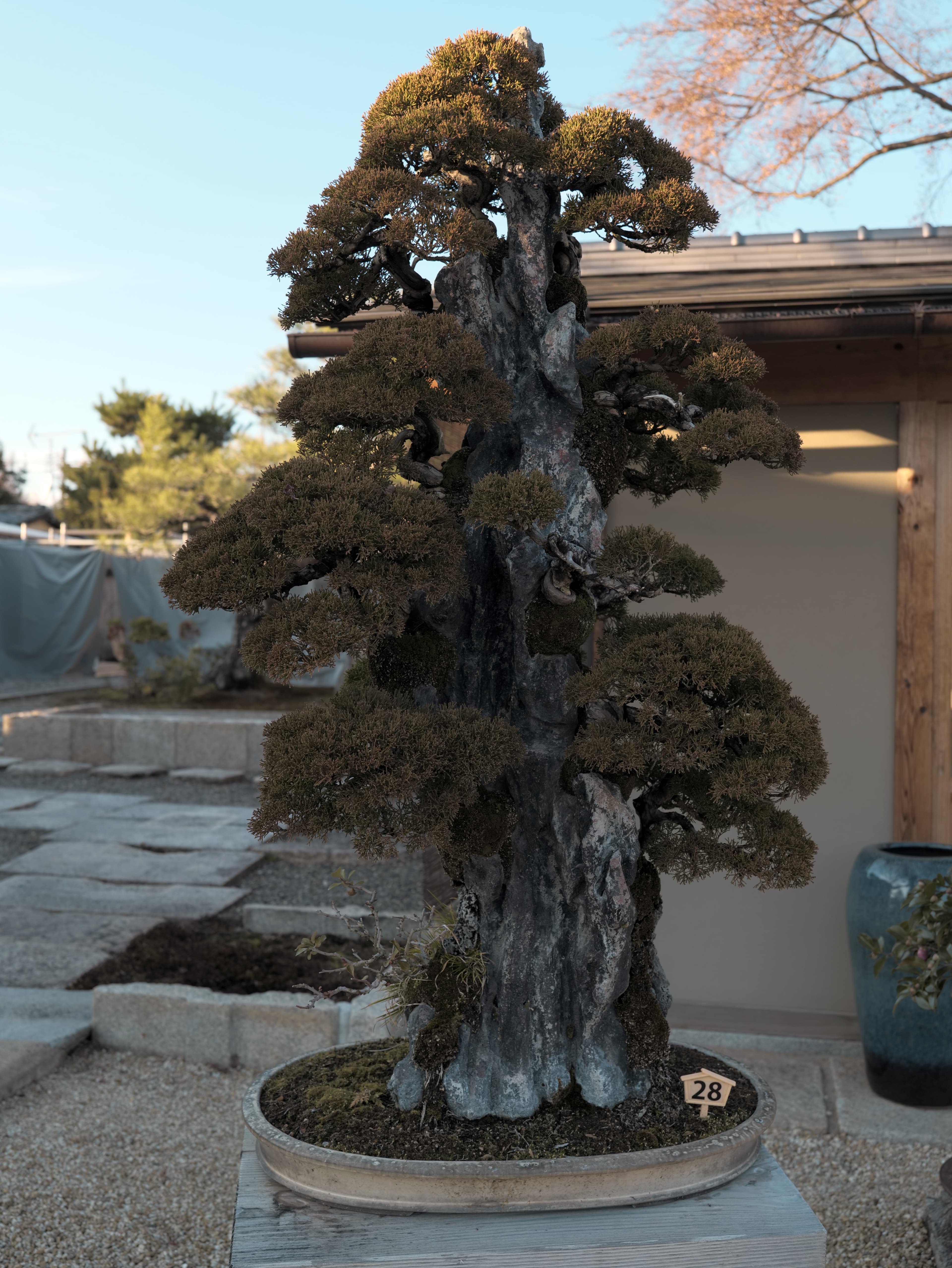 Ancient Juniper Bonsai with Dramatic Deadwood