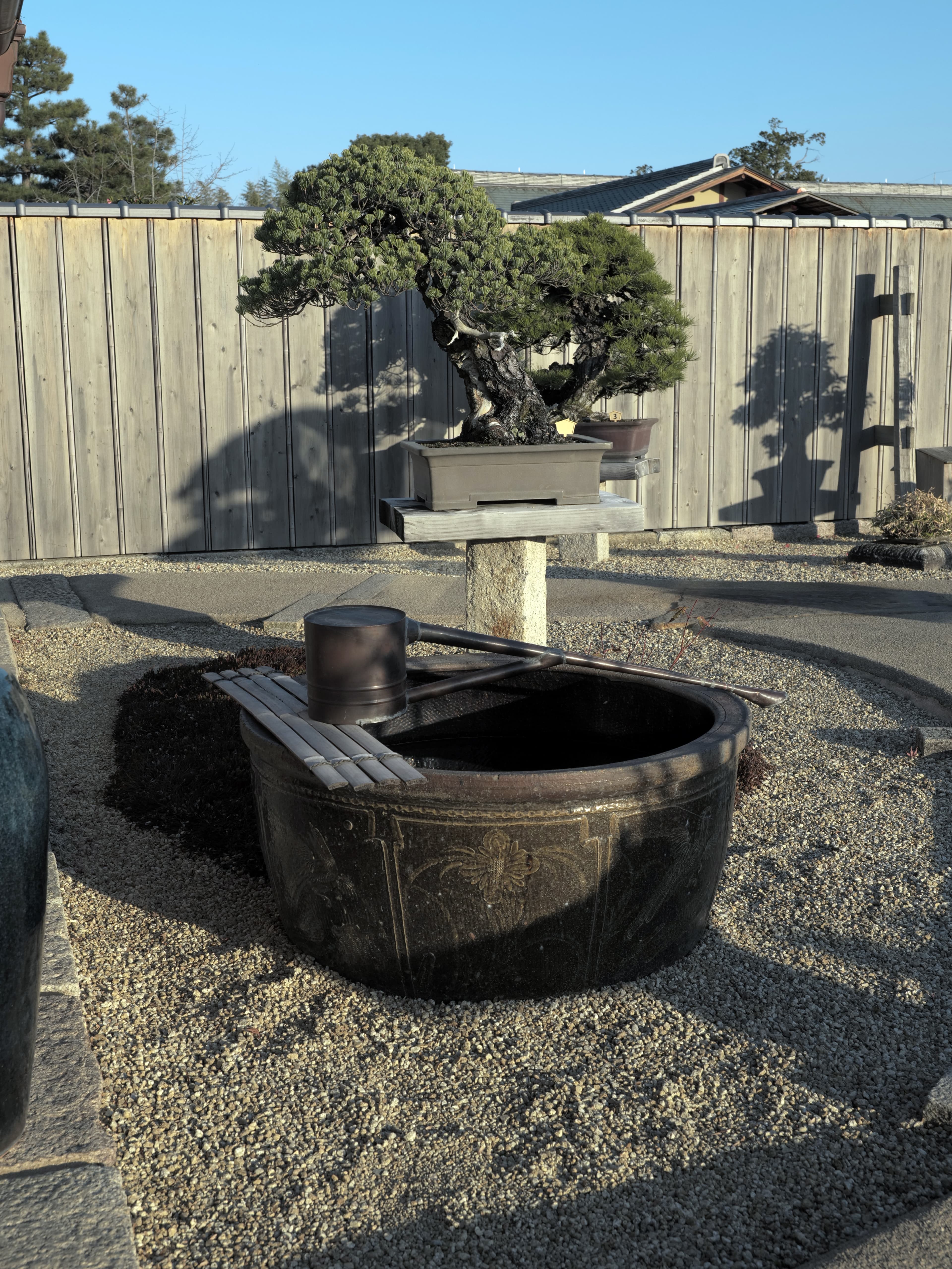 Shimpaku Juniper Bonsai