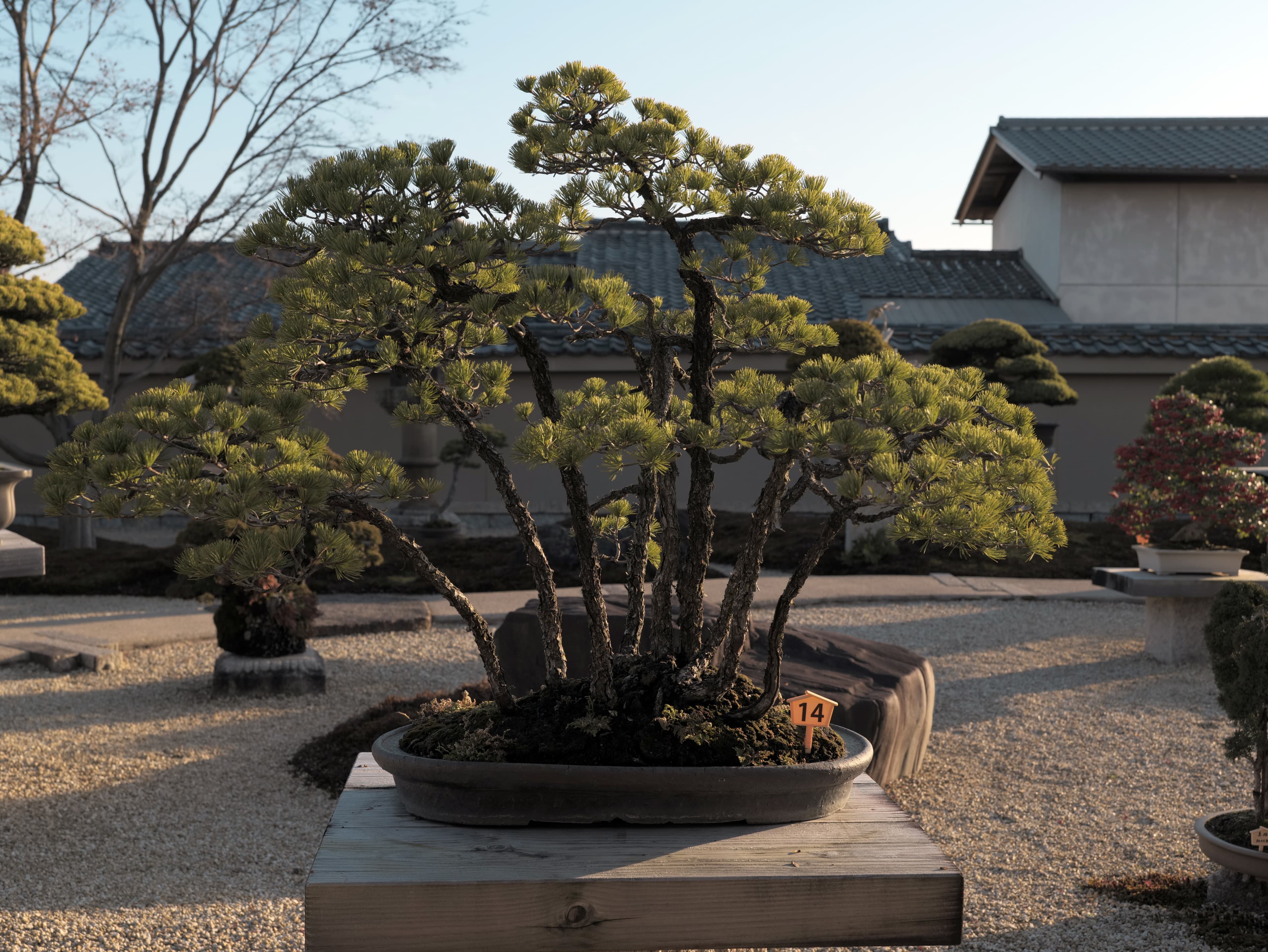 Japanese Black Pine Forest Bonsai