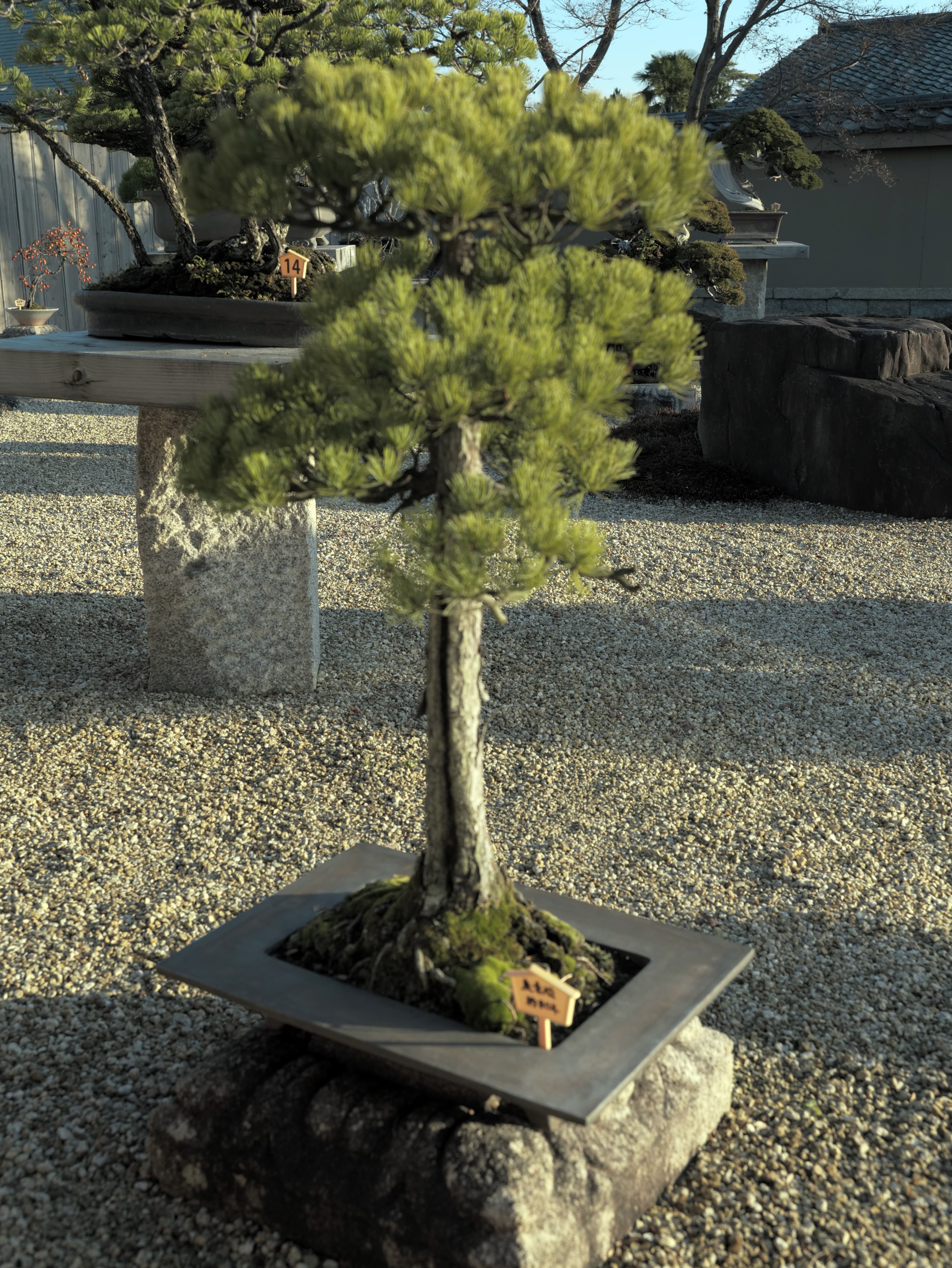 Japanese Black Pine Informal Upright Bonsai