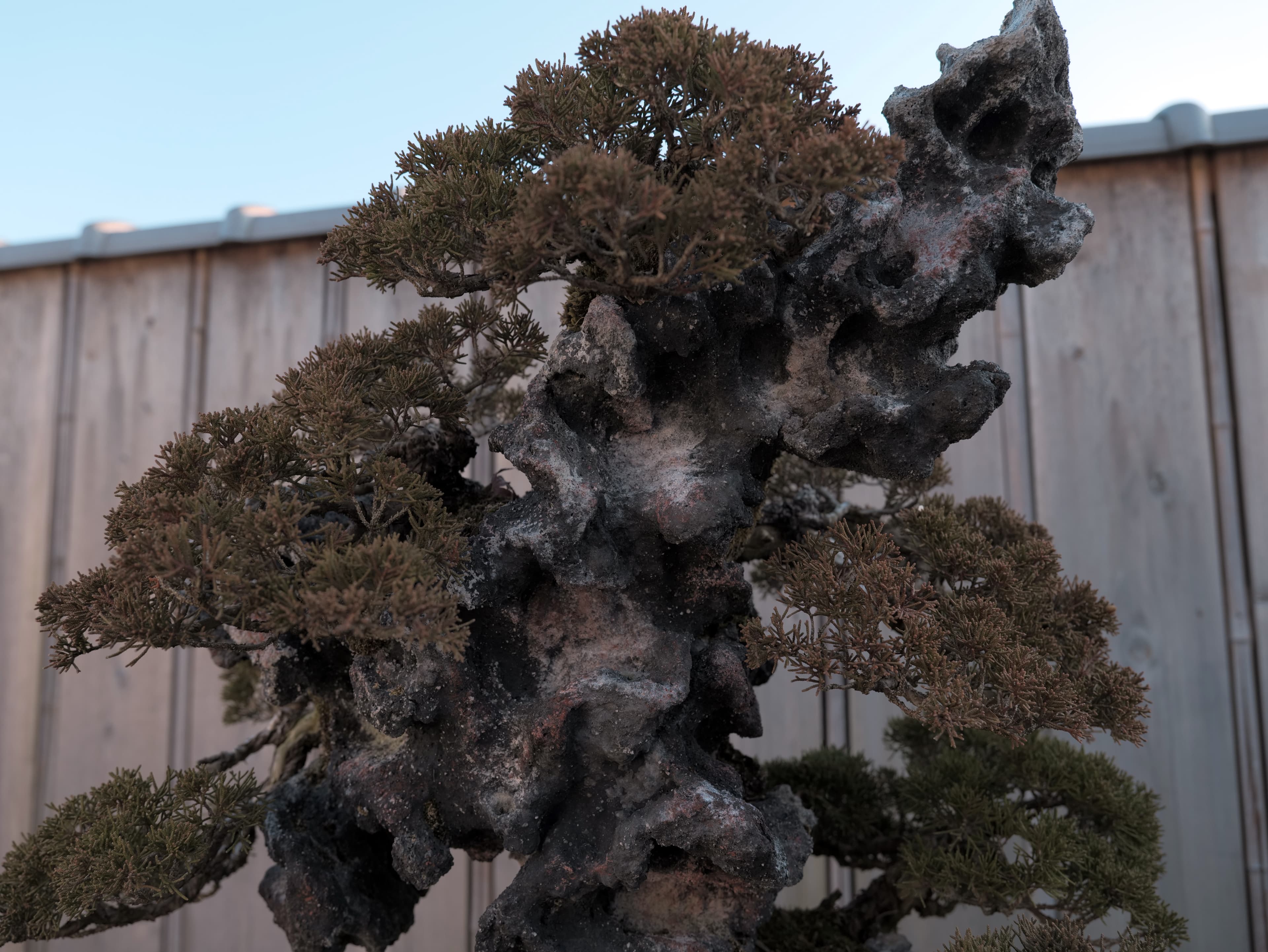 Ancient Juniper Bonsai with Extensive Deadwood