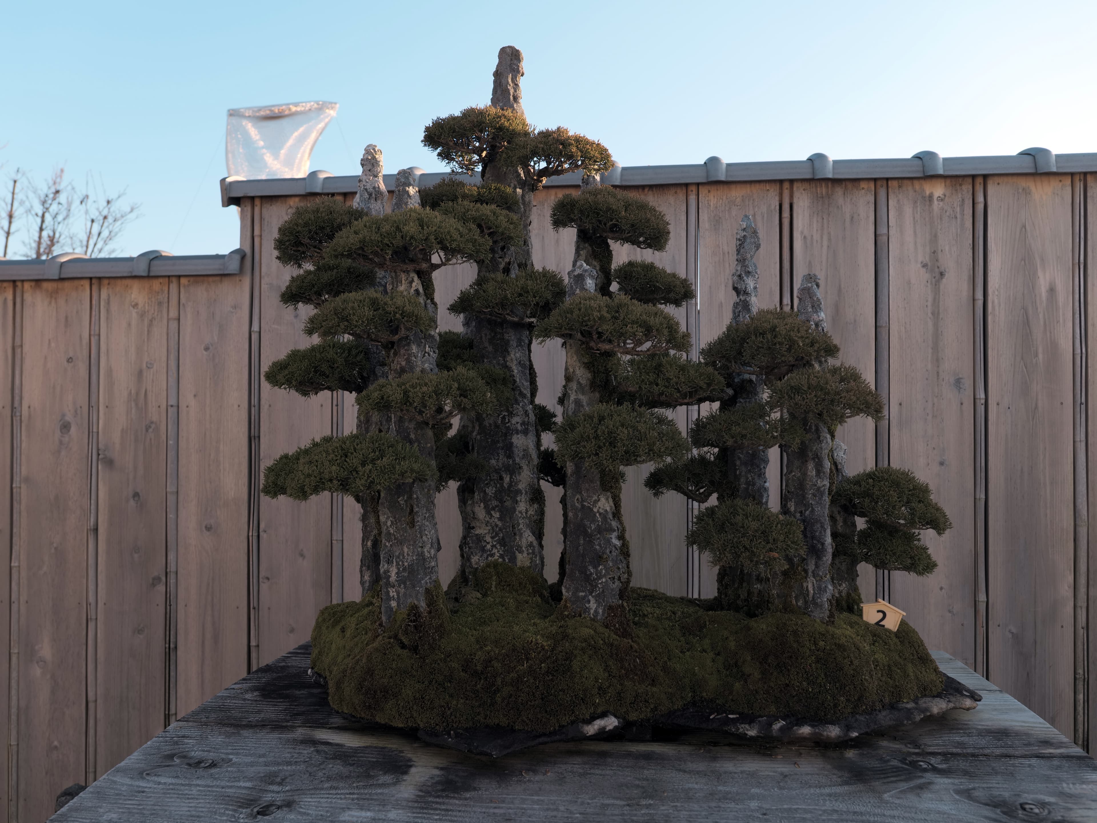 Ancient Juniper Rock Planting