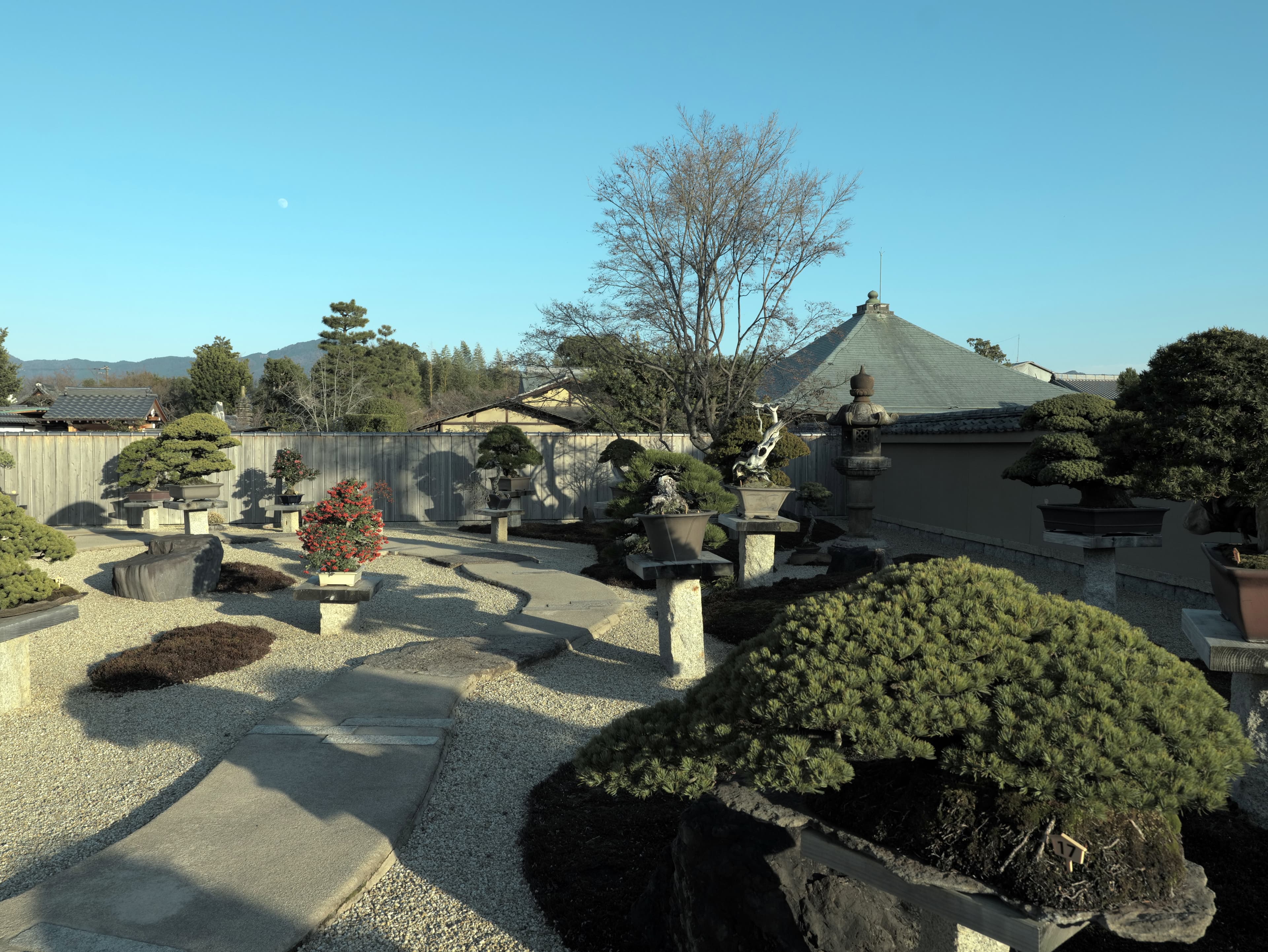 Japanese Black Pine Bonsai