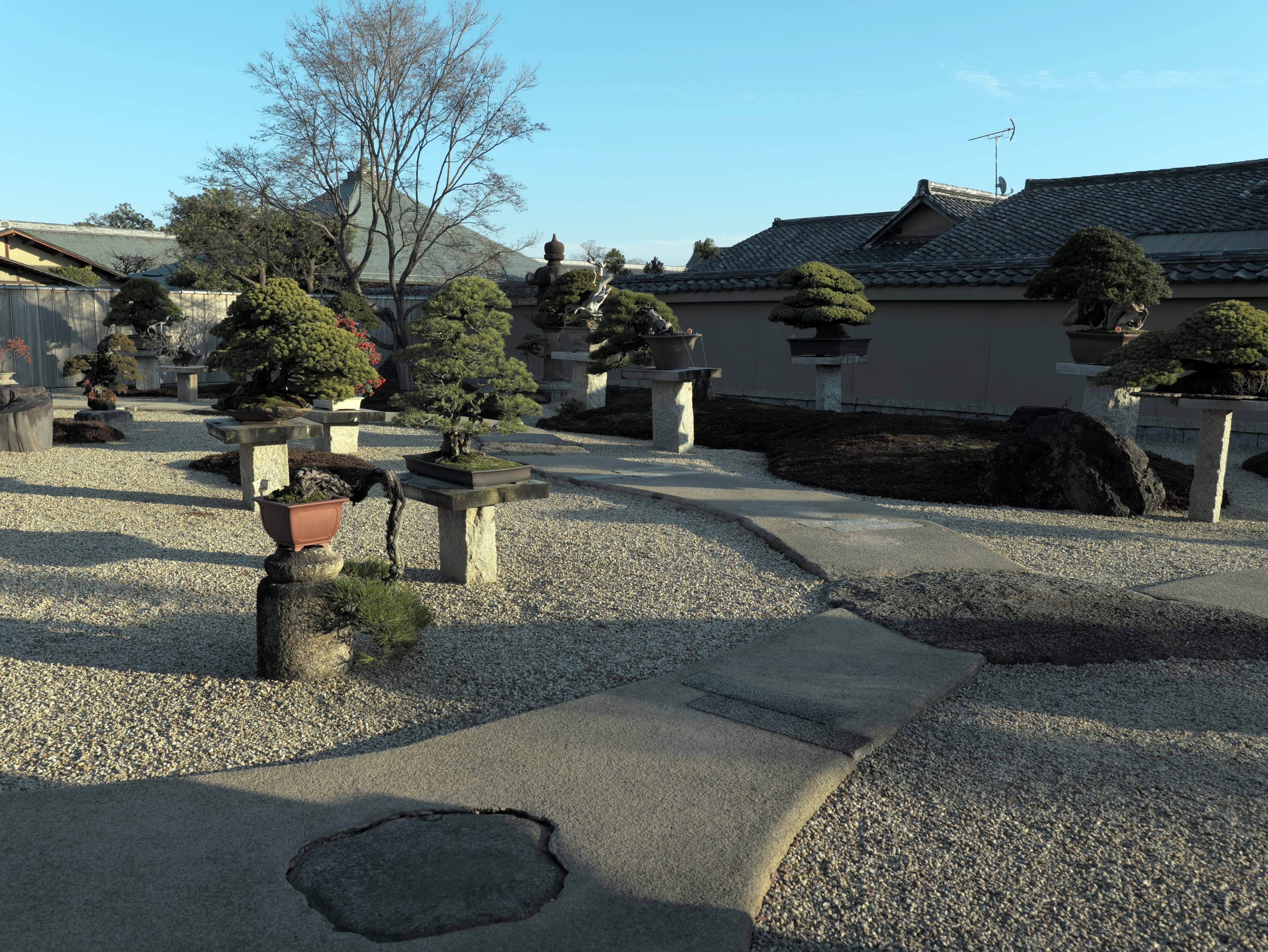 Informal Upright Japanese Black Pine Bonsai