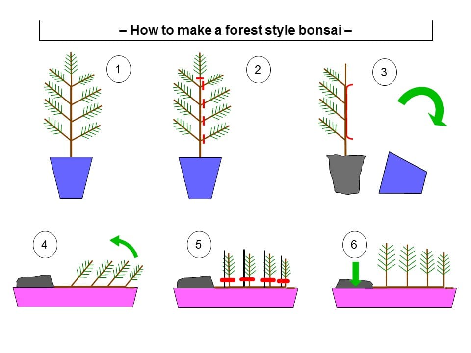 Illustrated Forest Style Bonsai (Yose-ue)