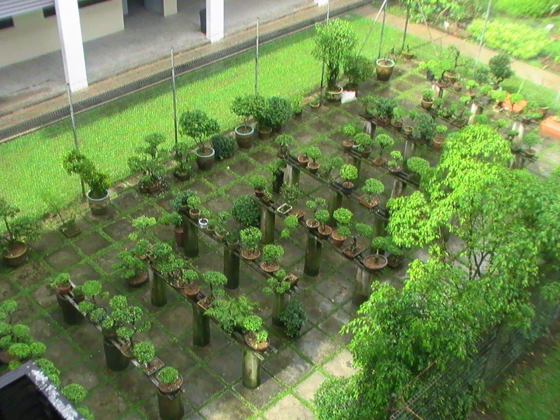 Tropical Ficus Bonsai (Representative Specimen)