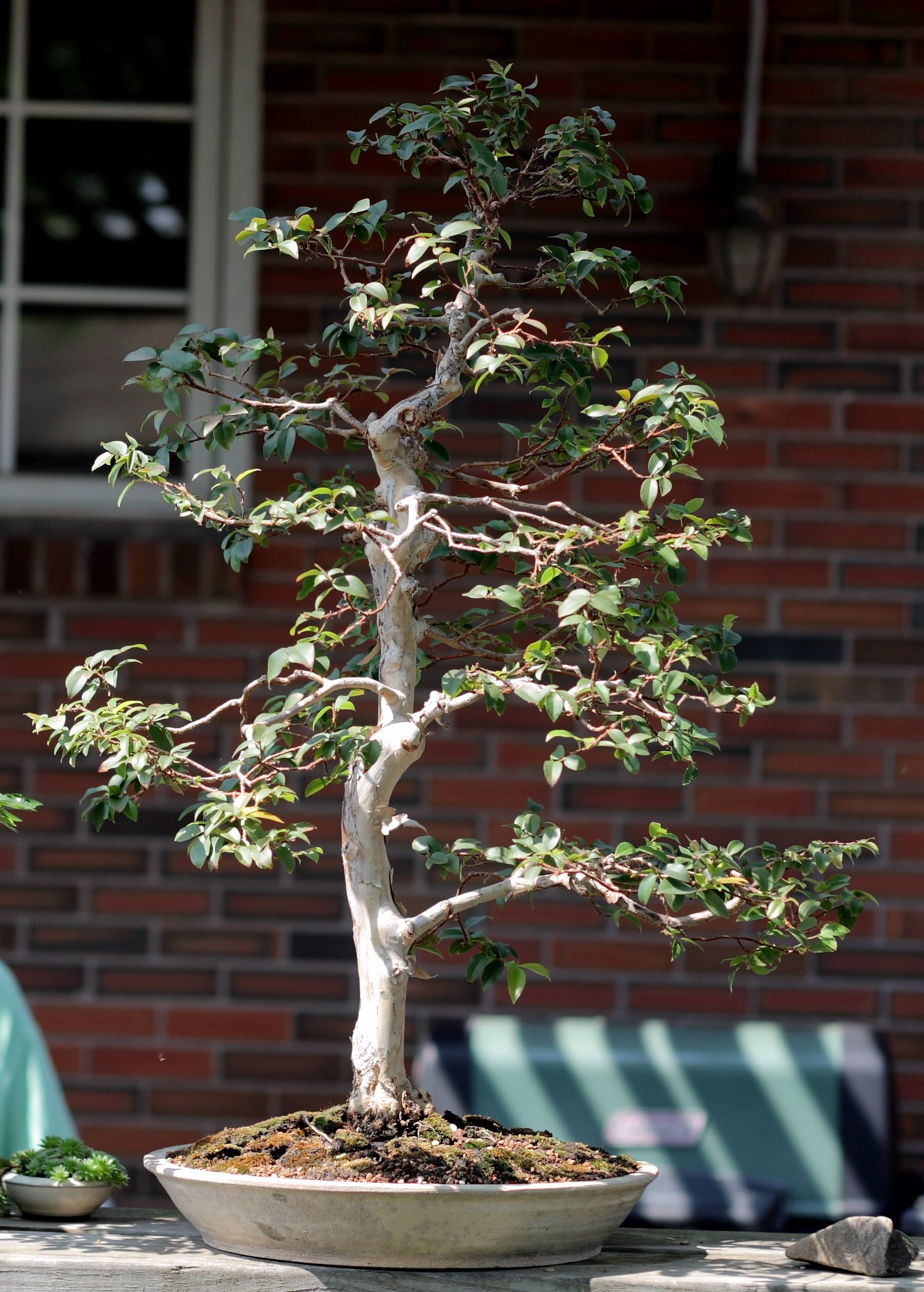 Jaboticaba Bonsai with Exfoliating Bark
