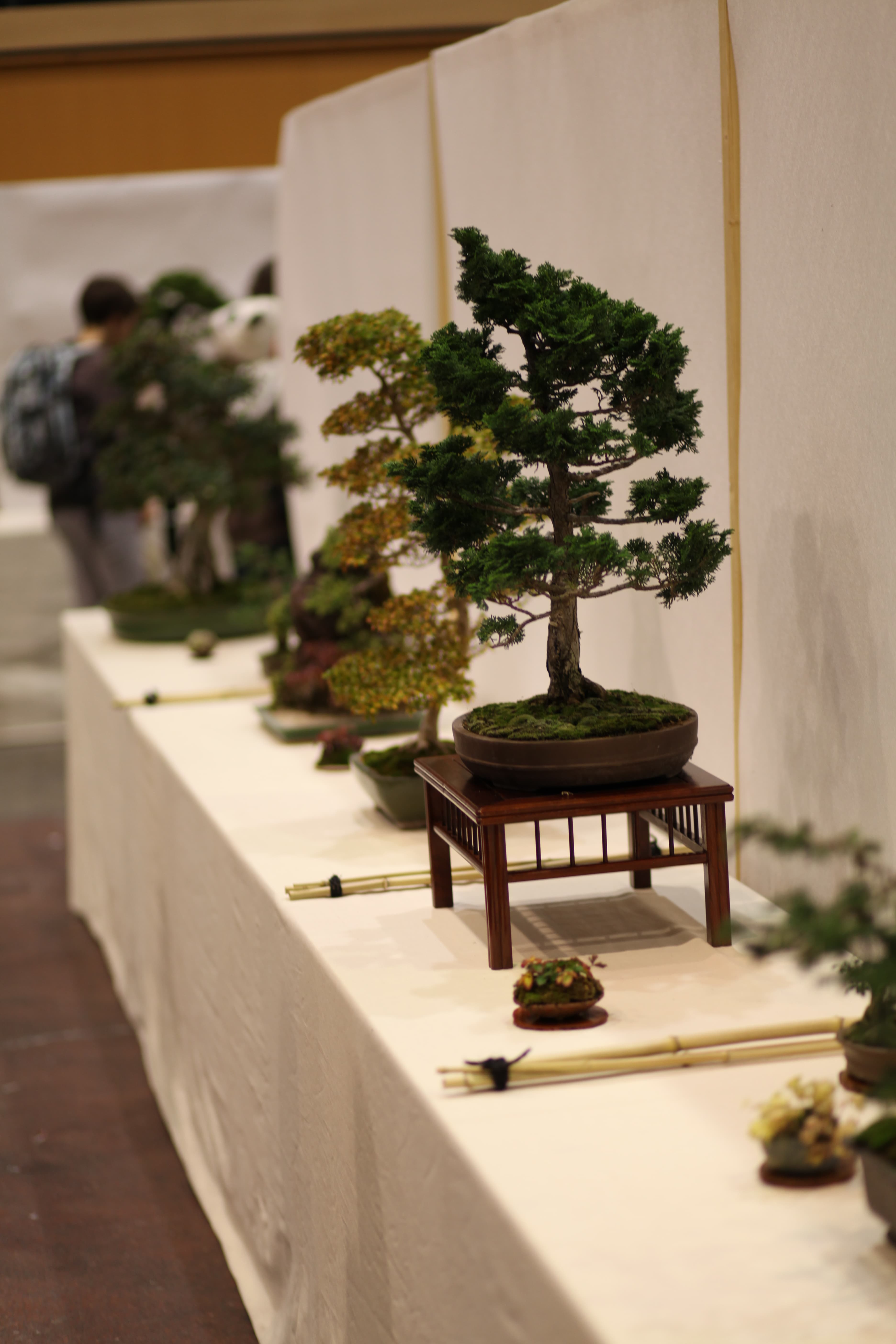 Chinese Juniper Informal Upright Bonsai