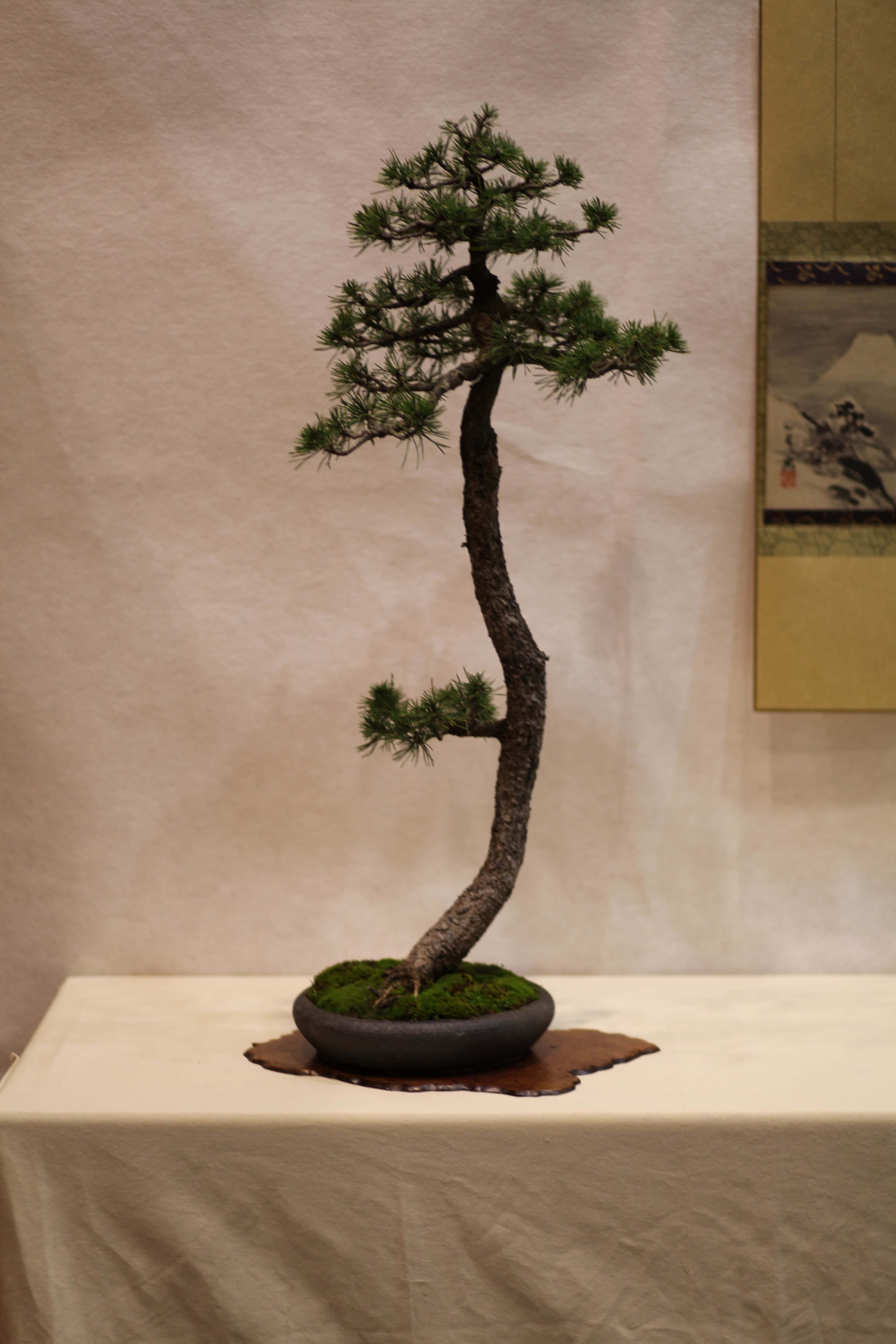 Informal Upright Japanese Black Pine Bonsai