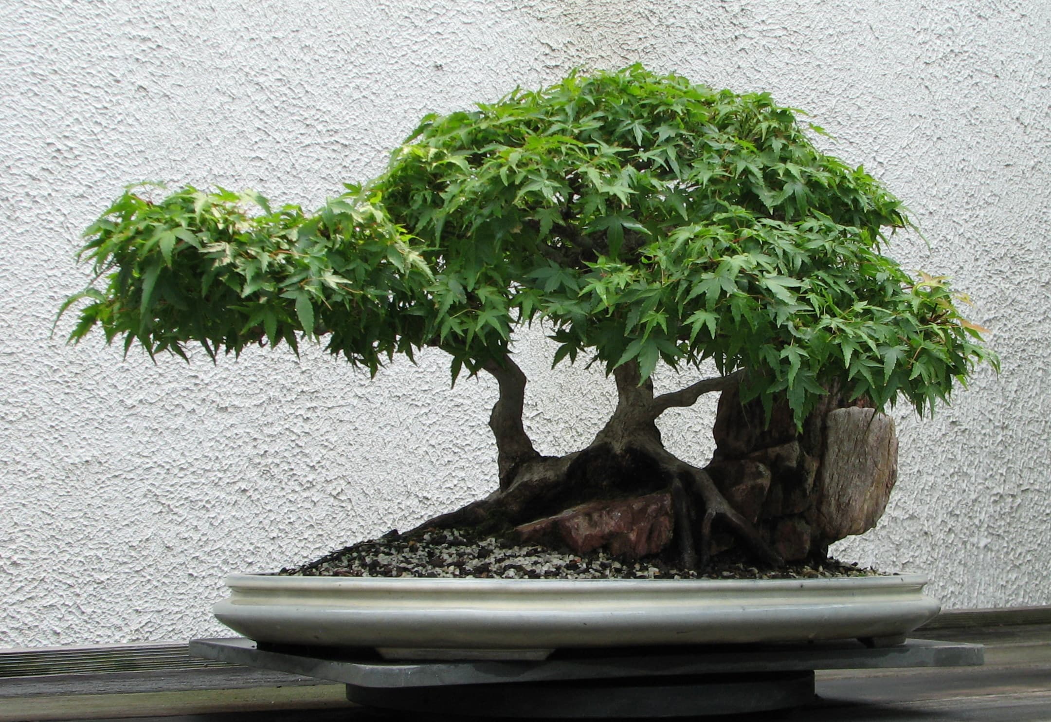Japanese Maple 'Kiyo-hime' Root-over-Rock Bonsai