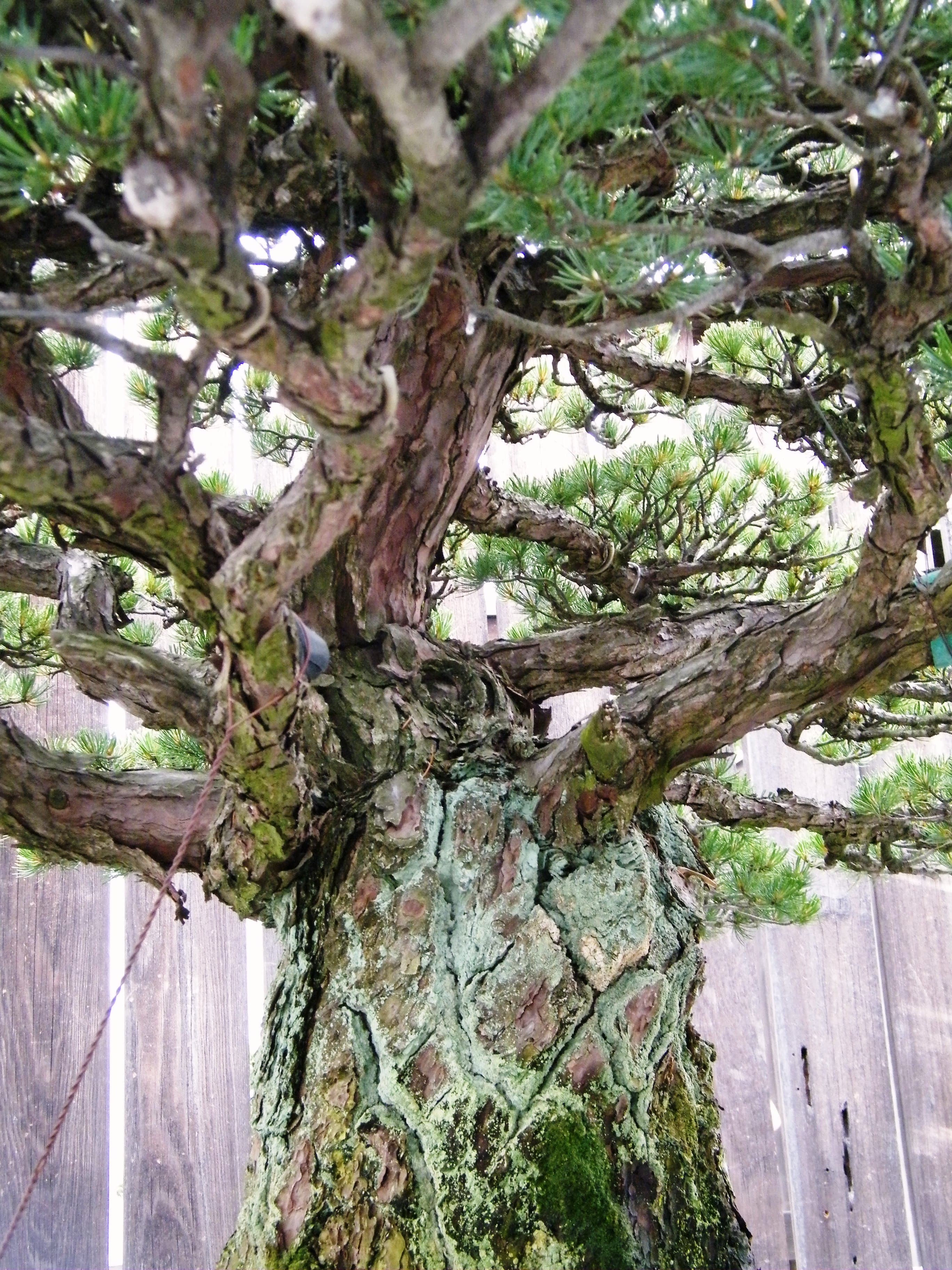 Hiroshima Survivor Japanese White Pine Bonsai