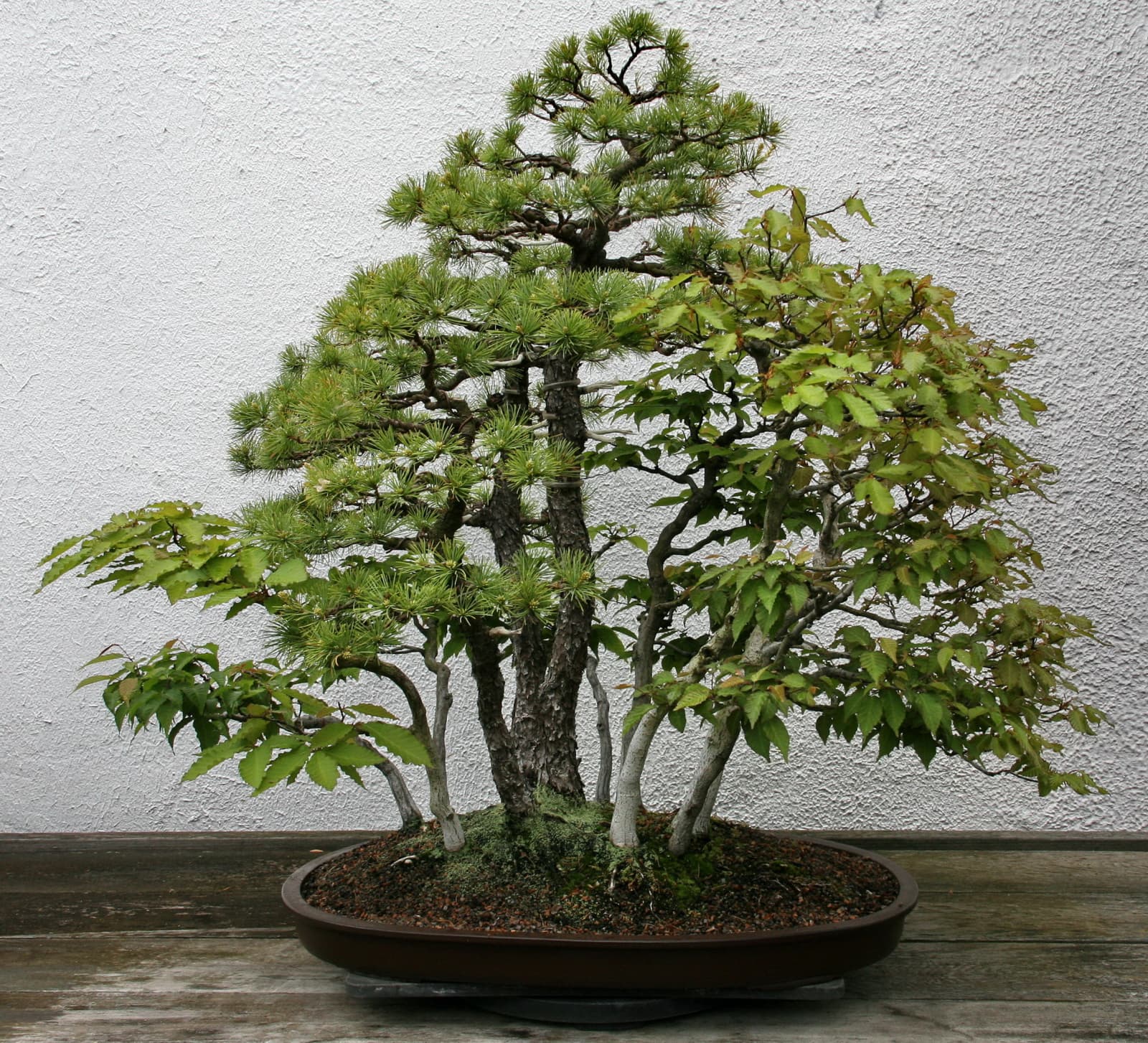Japanese White Pine and Deciduous Forest Bonsai