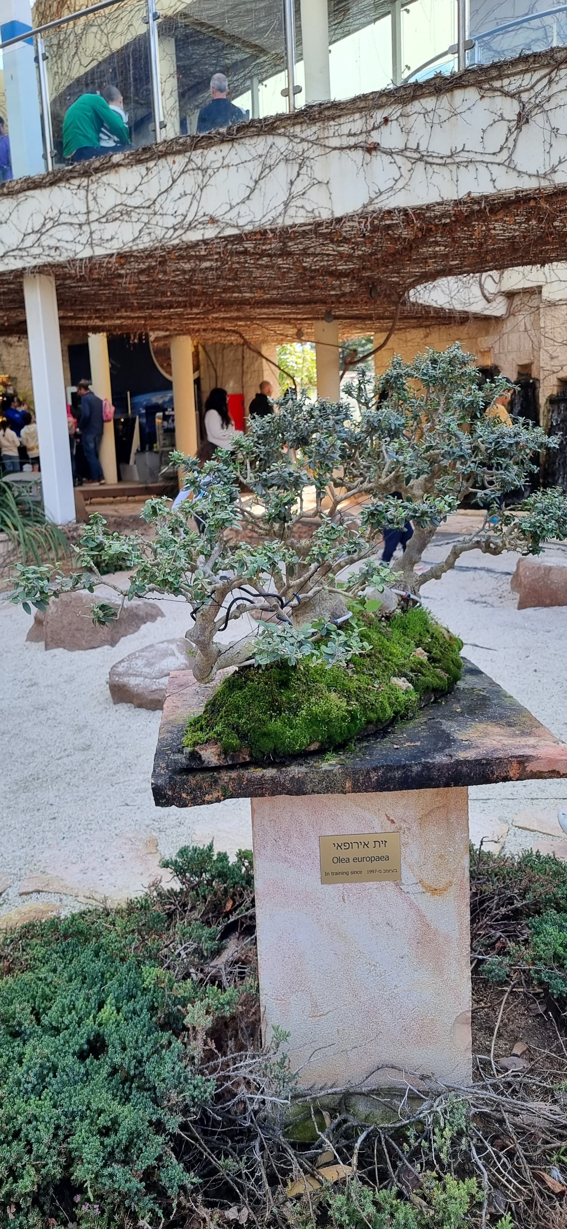 European Olive Bonsai