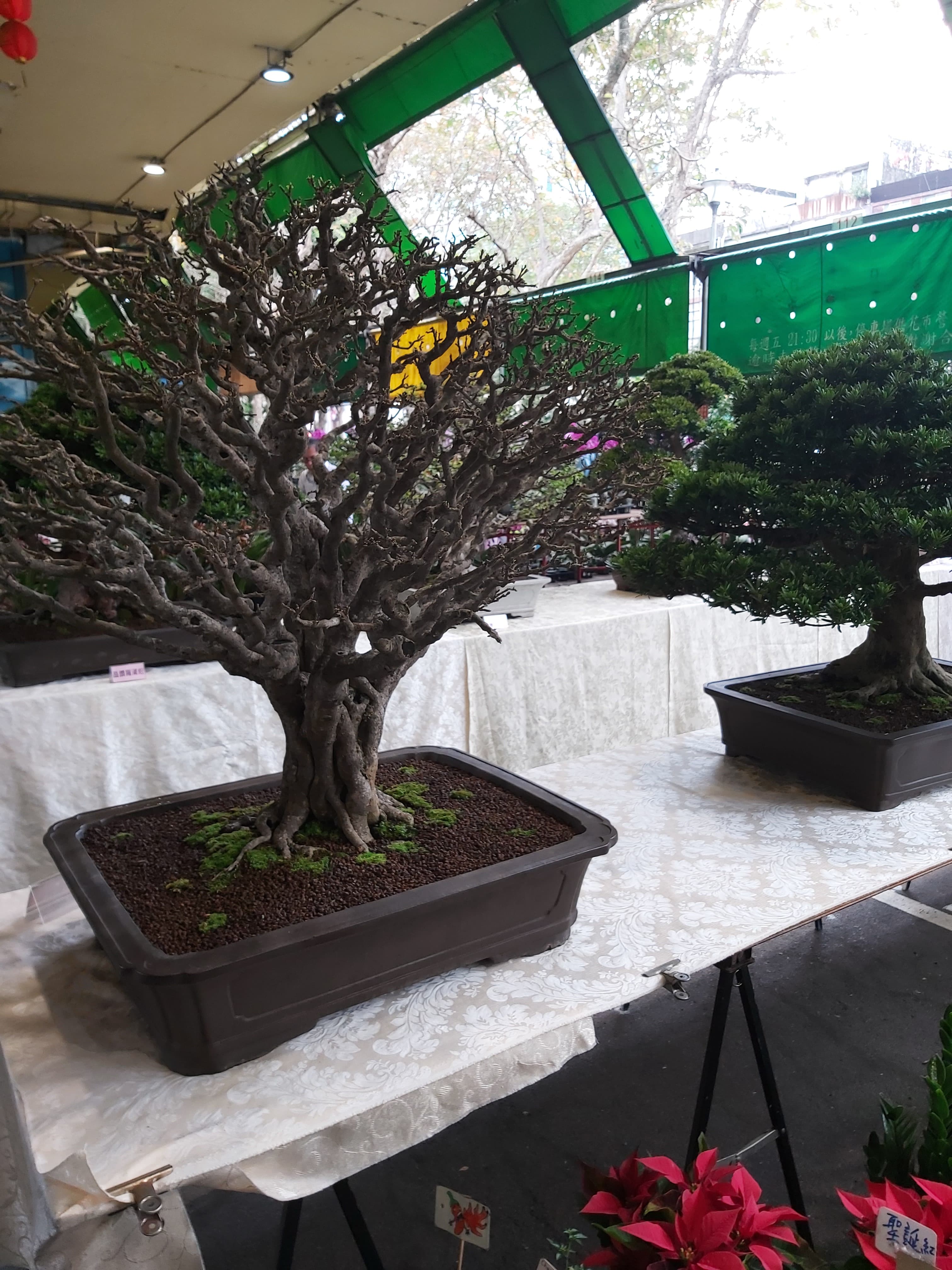 Mature Chinese Elm Bonsai