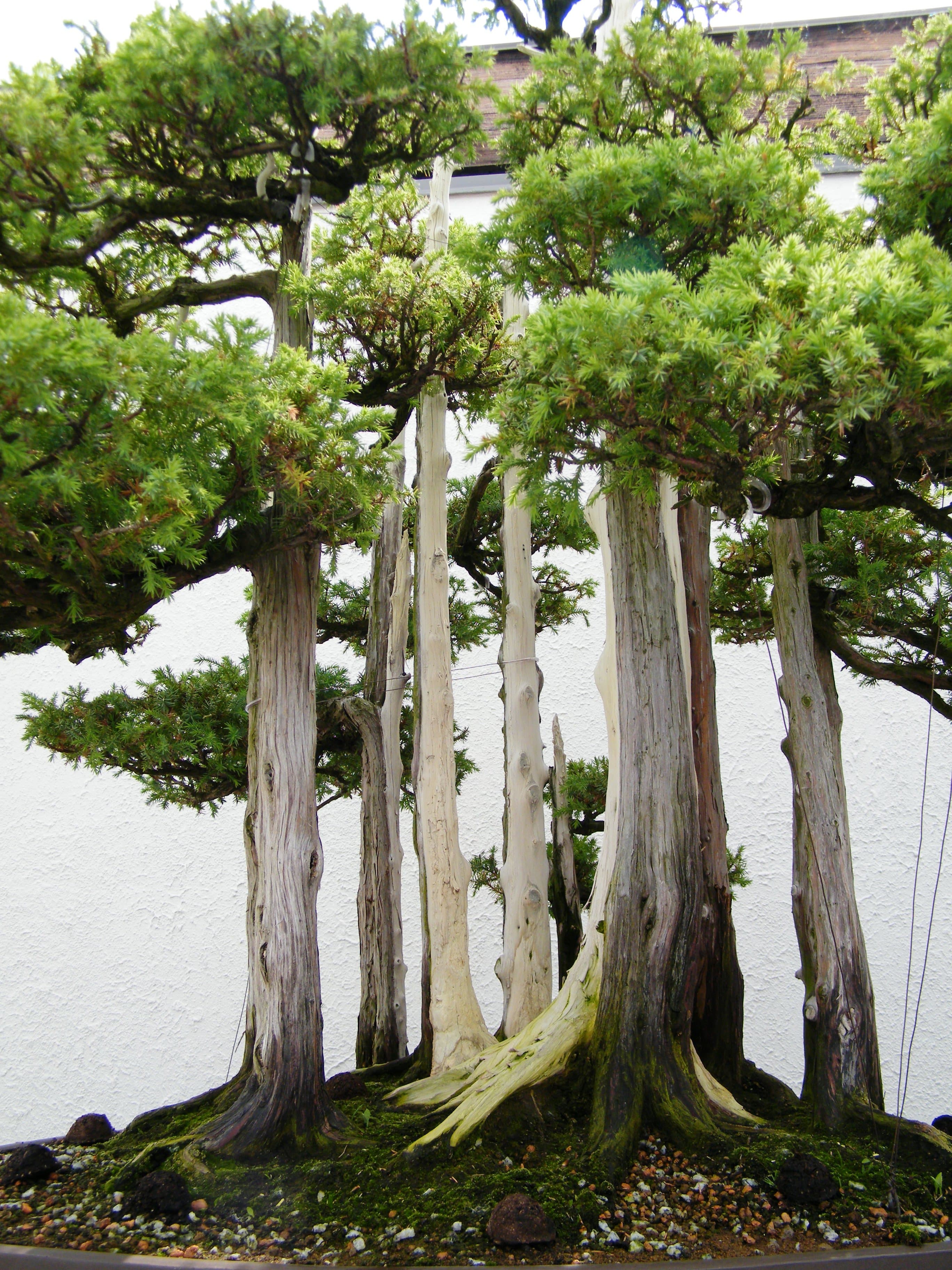 John Naka's Goshin Bonsai