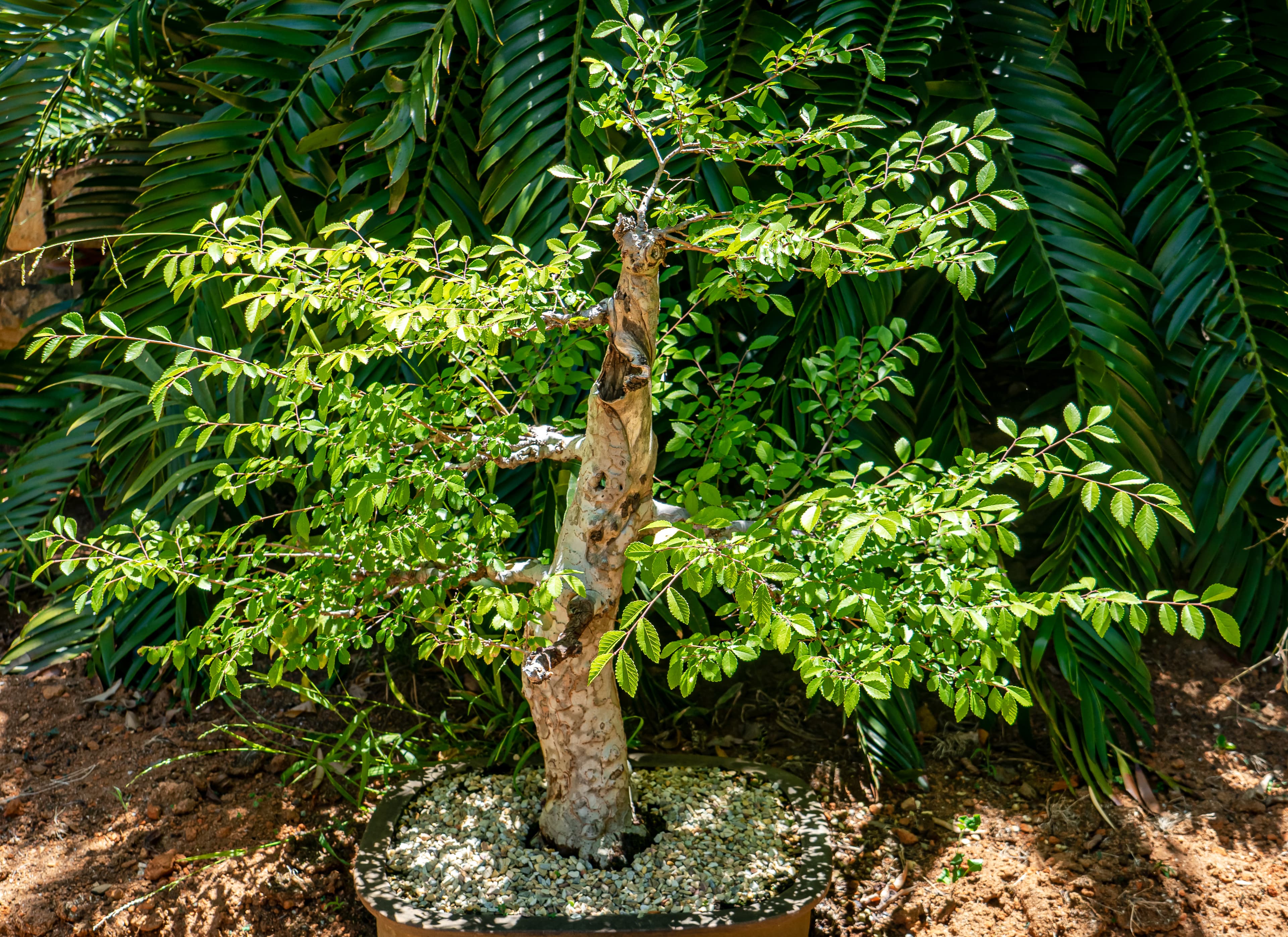 Chinese Elm Bonsai with Textured Trunk