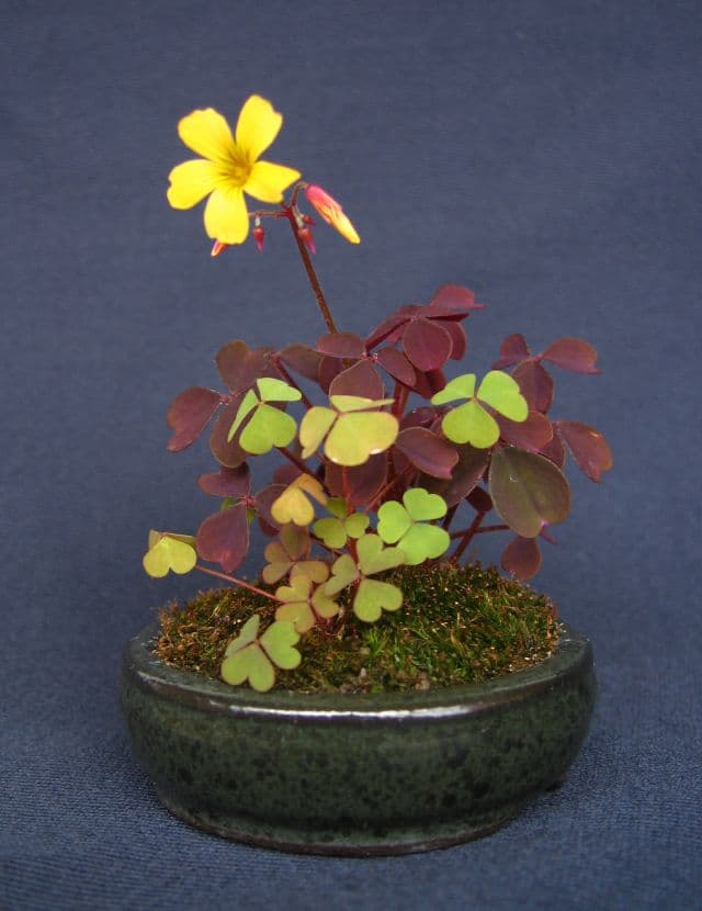 Oxalis Kusamono with Yellow Flower